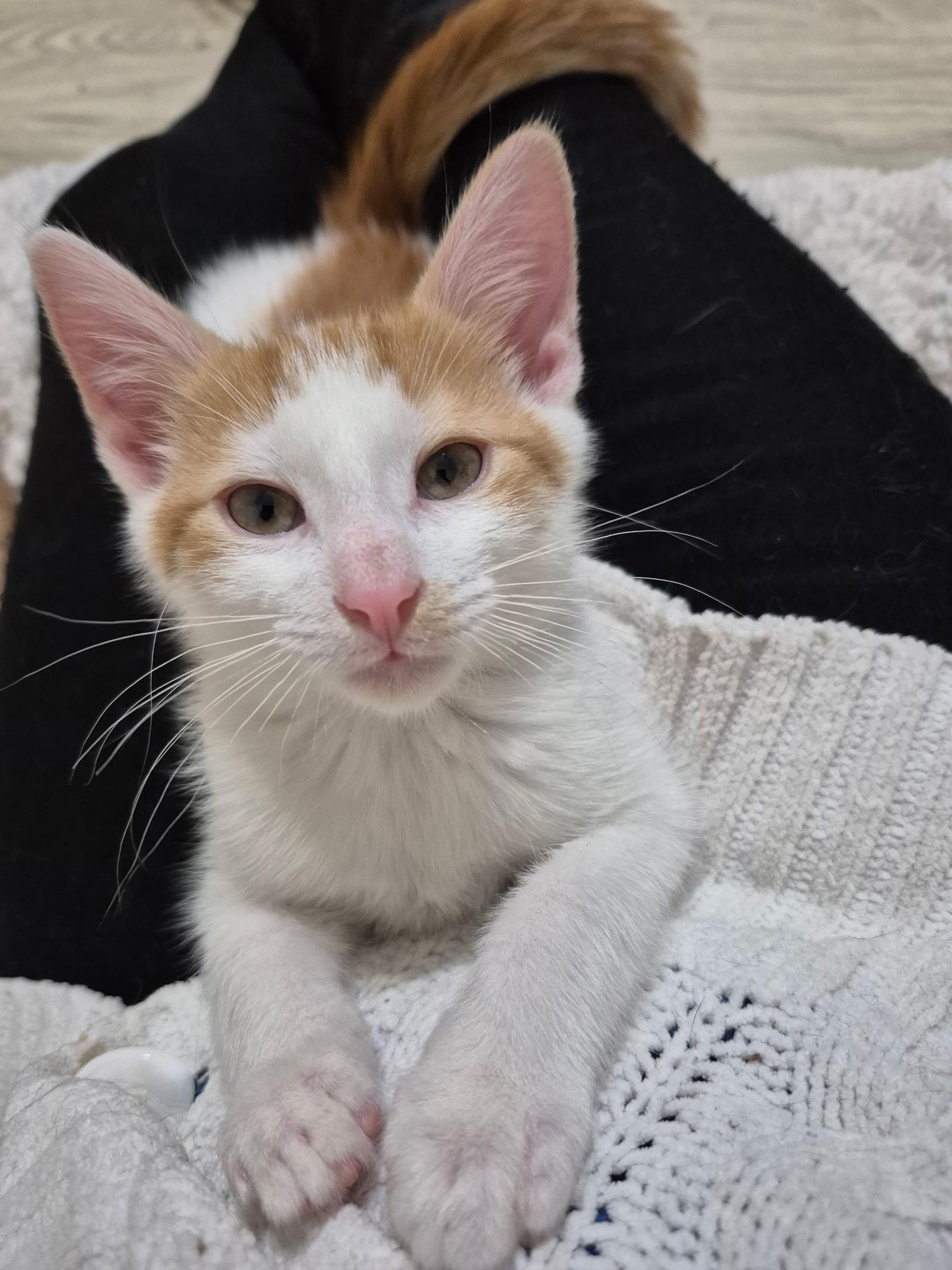 Butterscotch, adopted, Young Male Domestic Short Hair.