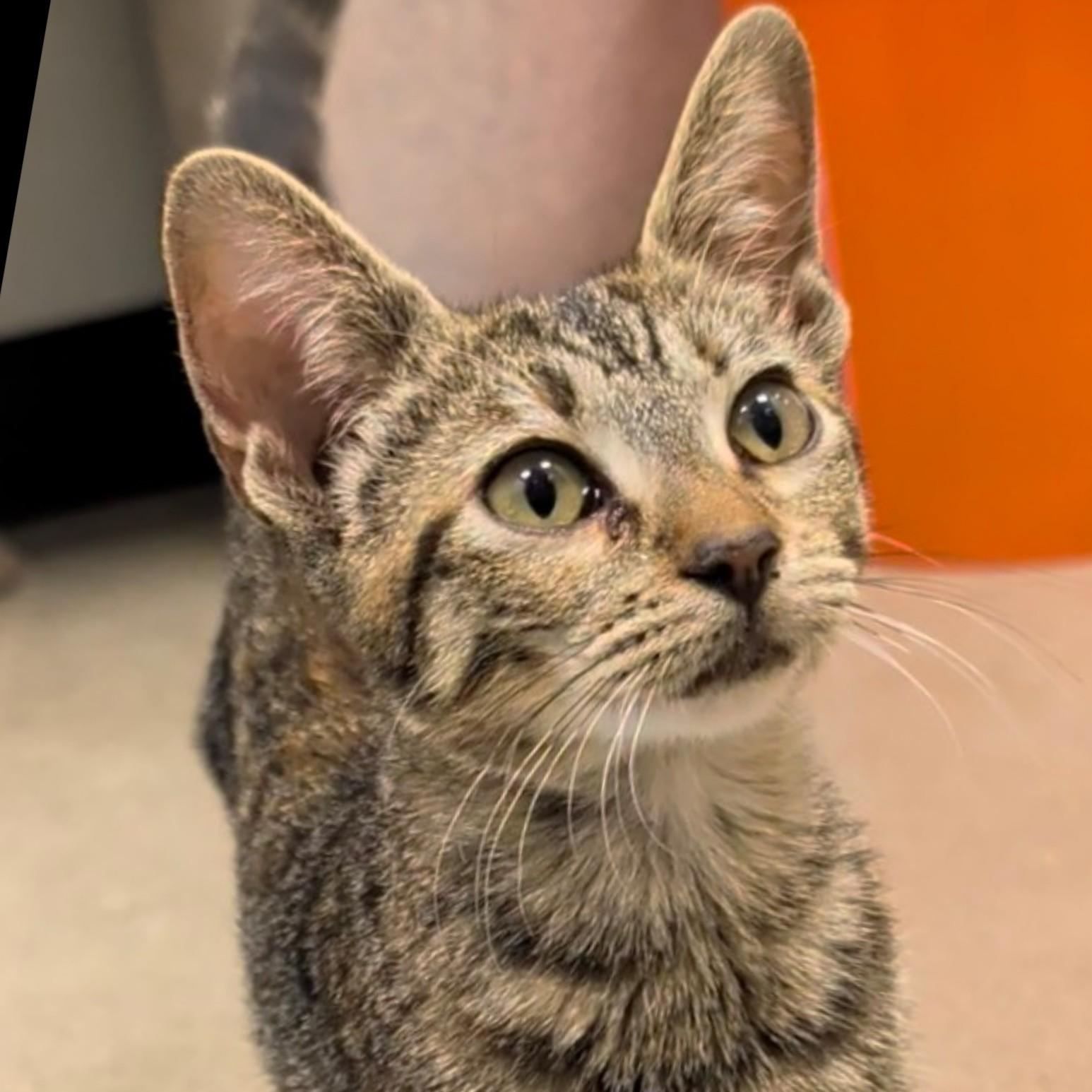 Smeagol, Adoptable, Young Female Domestic Short Hair.
