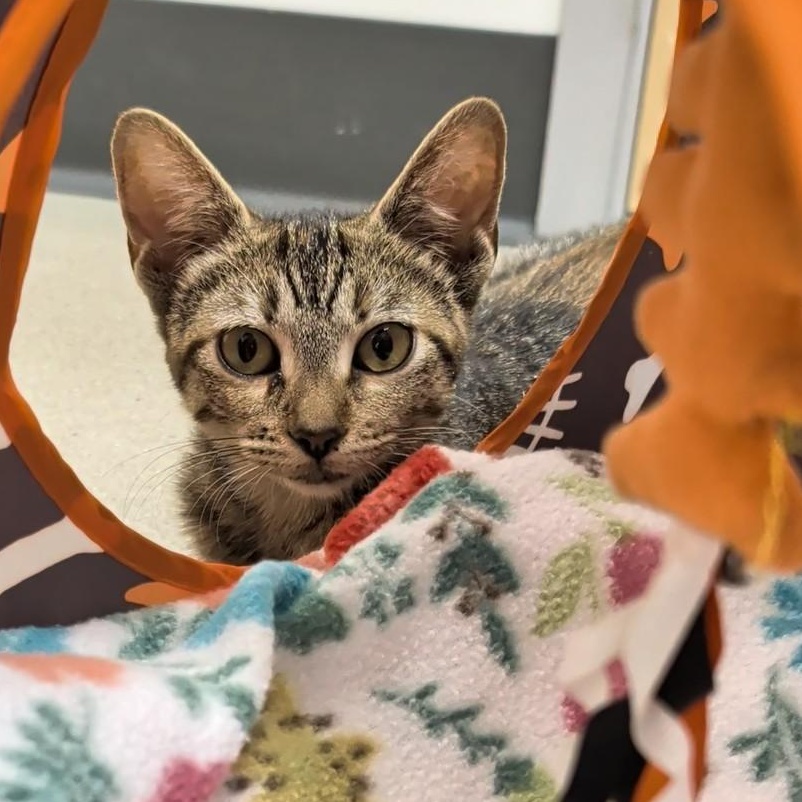 Enlarge Smeagol, a Adoptable Domestic Short Hair in Cat Spring, TX image 6/6