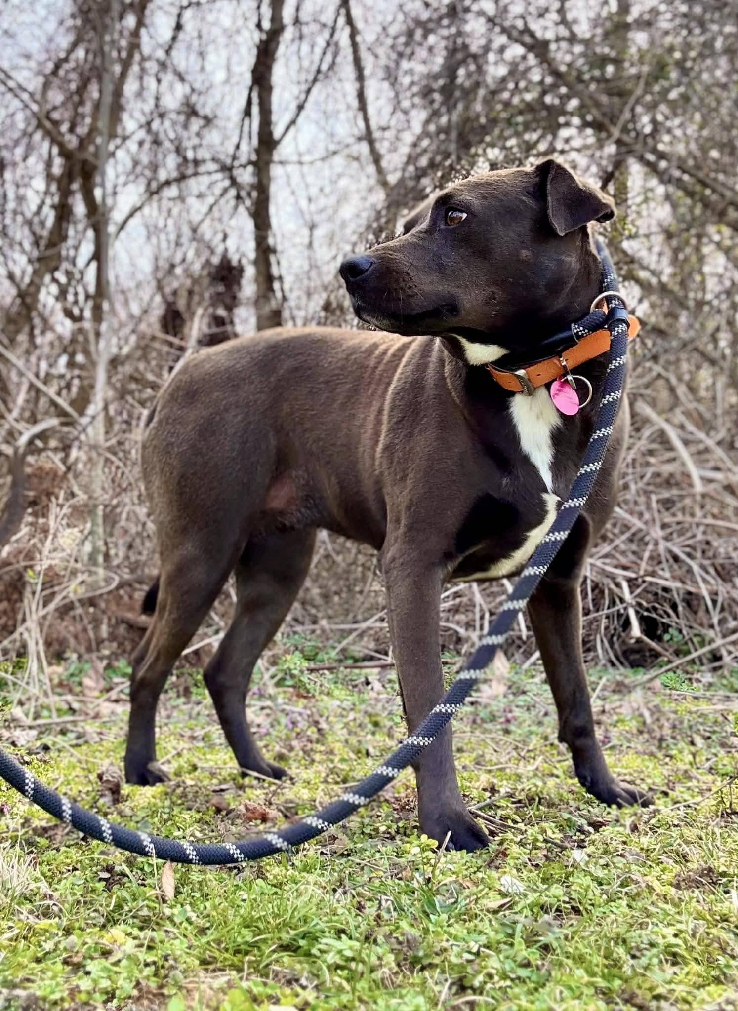LUNA, ADOPTABLE, Young Female Terrier.