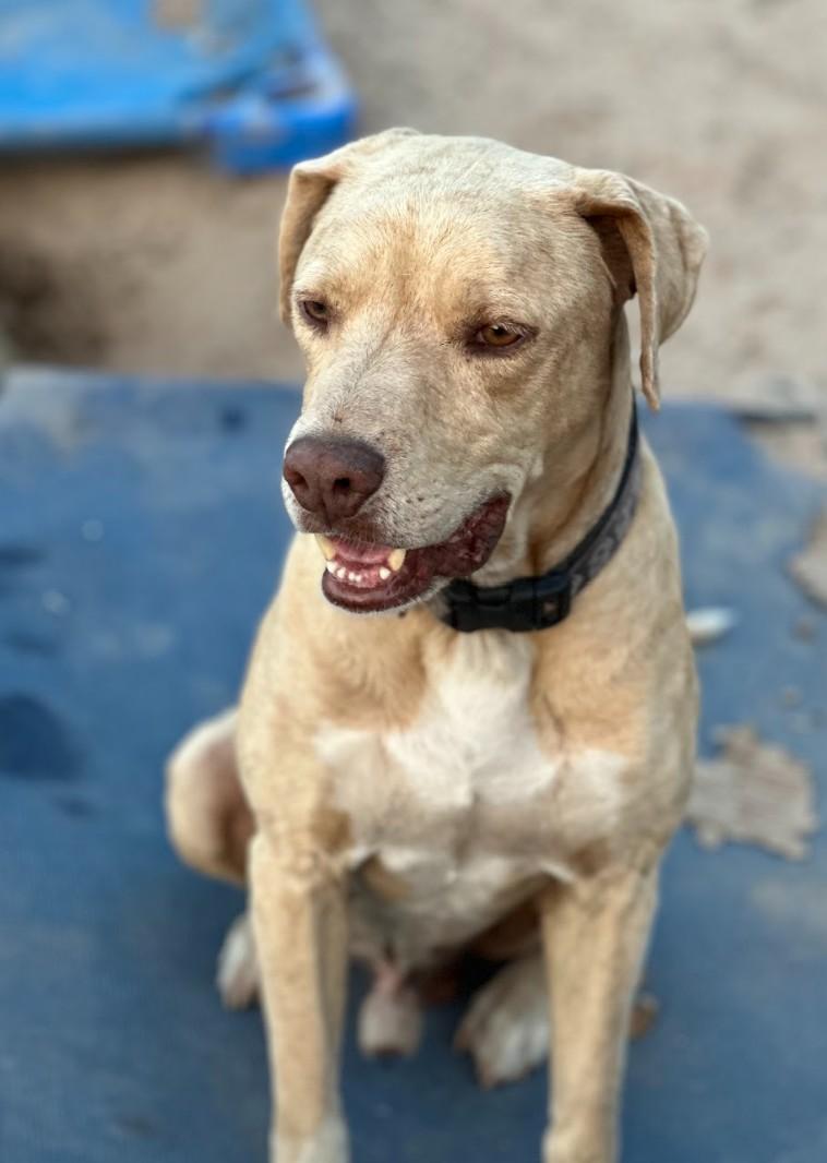 JuneBug, an adoptable Labrador Retriever in Ontario, OR, 97914 | Photo Image 5