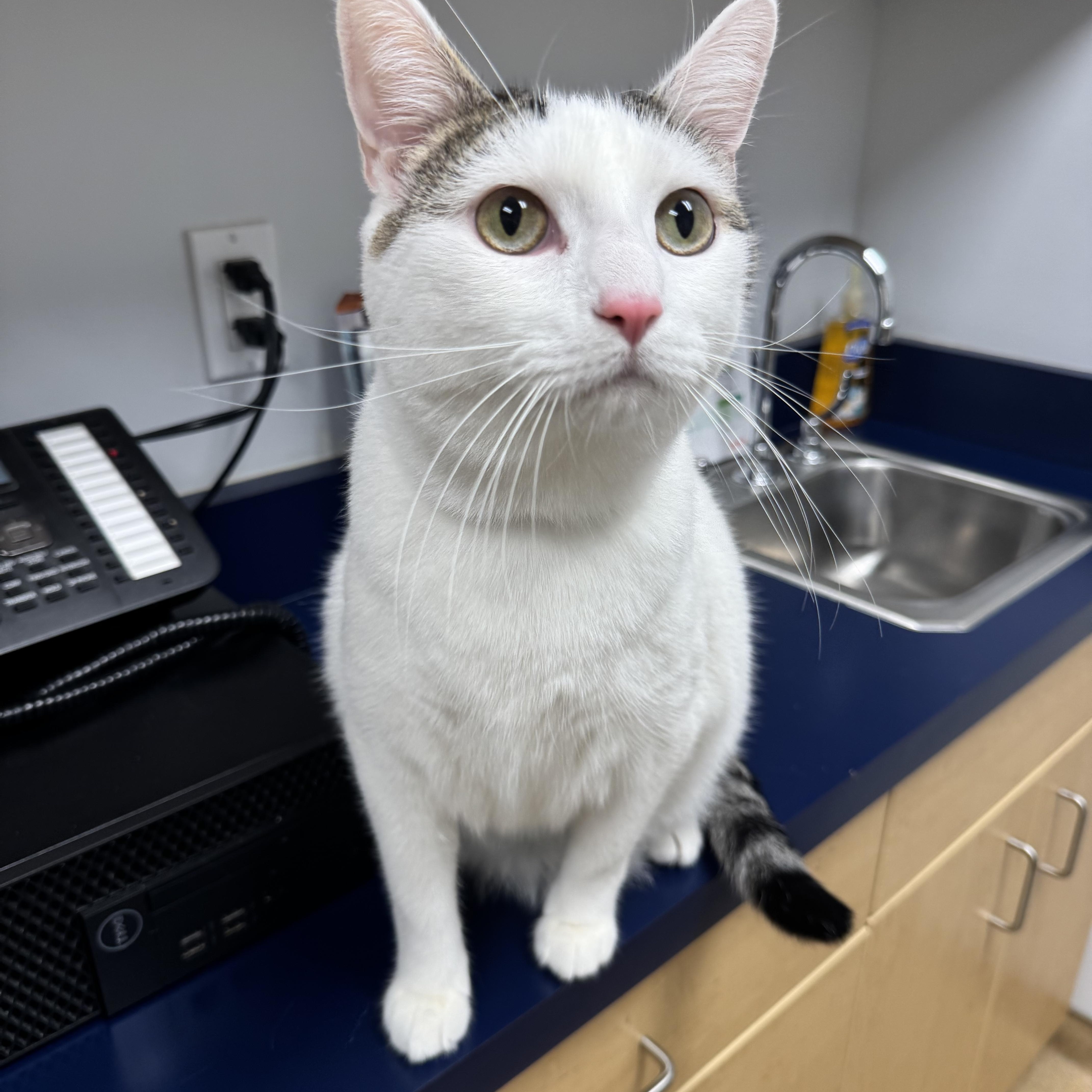 Ash, a Adoptable Domestic Short Hair in Tallahassee, FL image 2/6