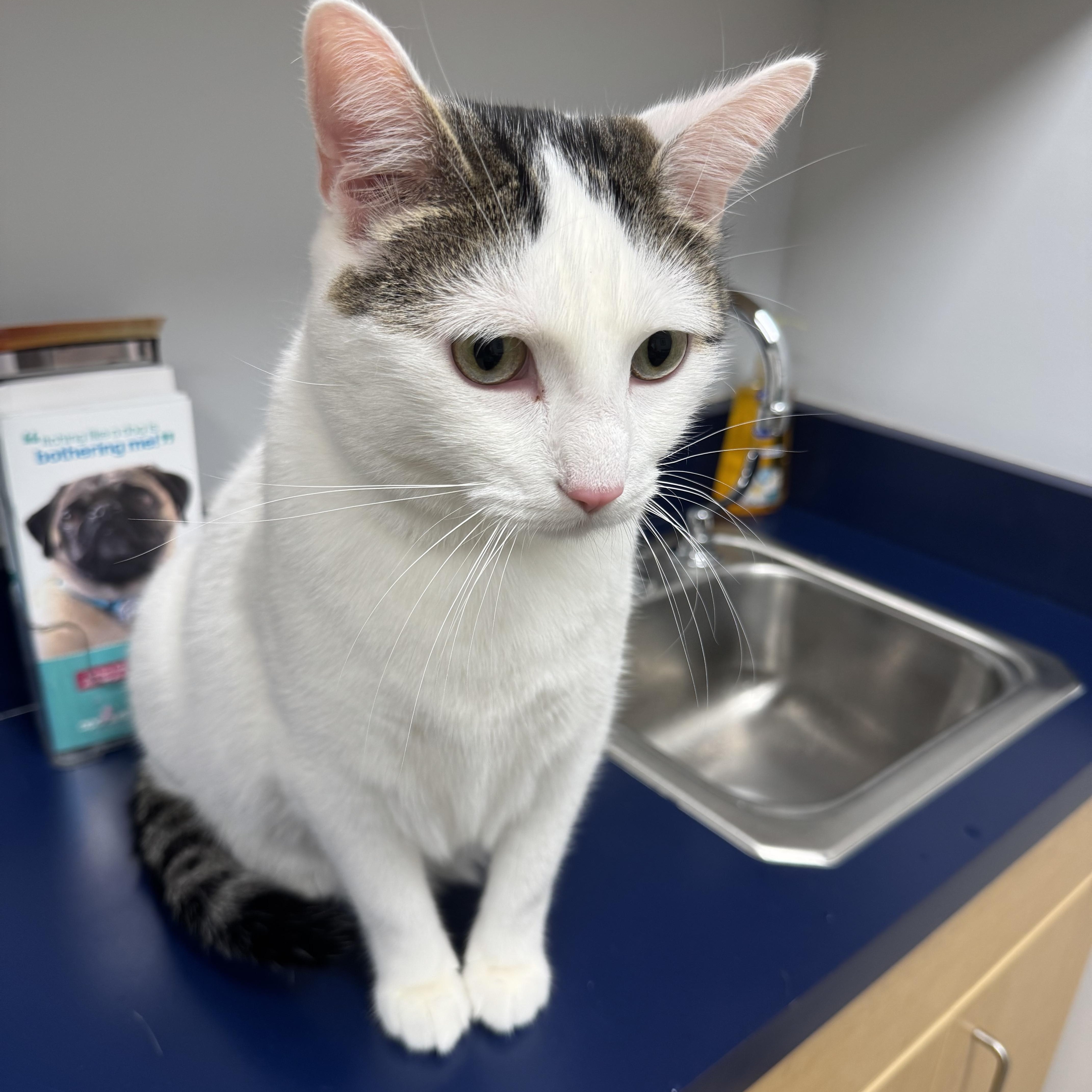 Ash, a Adoptable Domestic Short Hair in Tallahassee, FL image 3/6