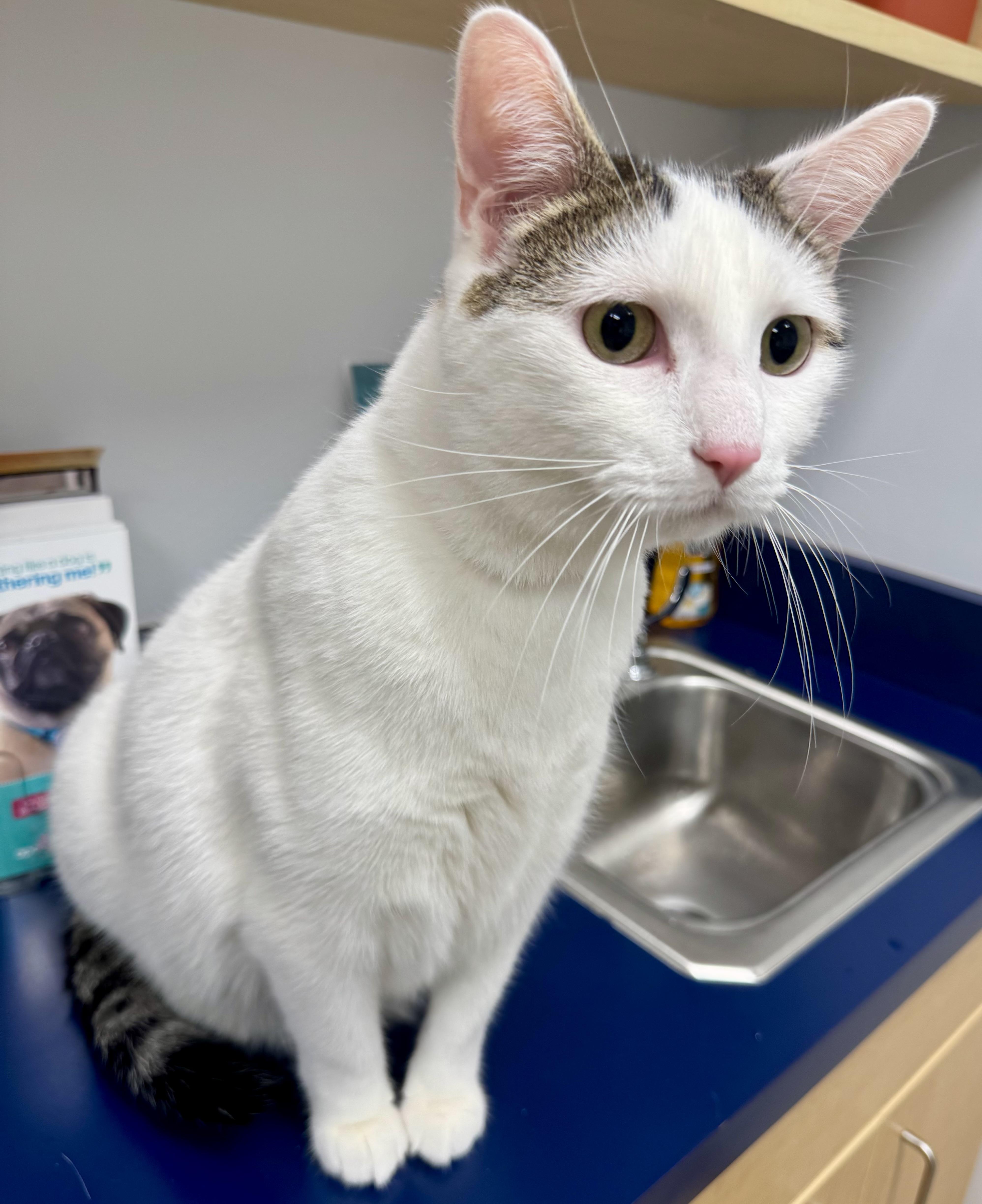 Ash, a Adoptable Domestic Short Hair in Tallahassee, FL image 4/6