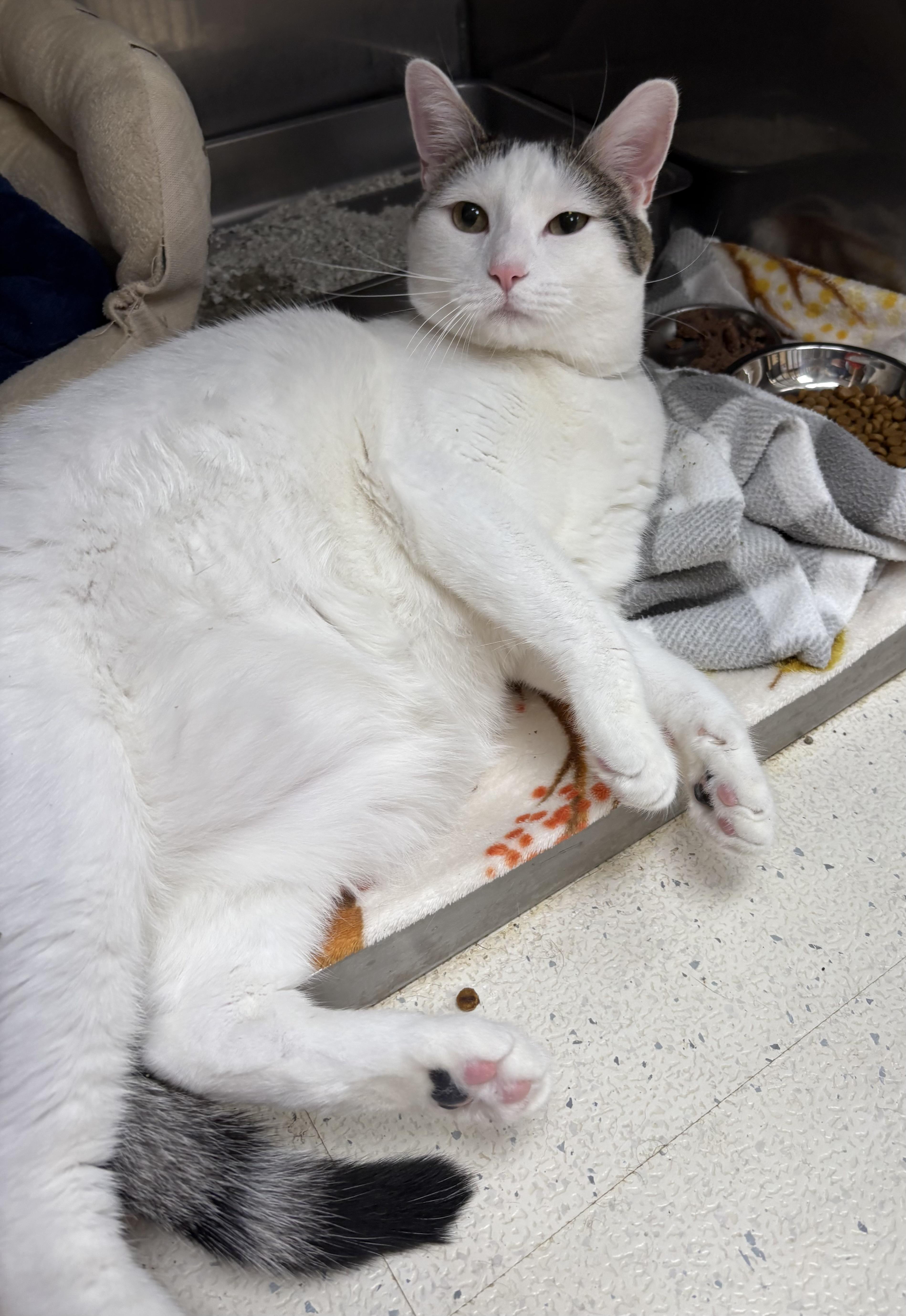 Ash, a Adoptable Domestic Short Hair in Tallahassee, FL image 5/6