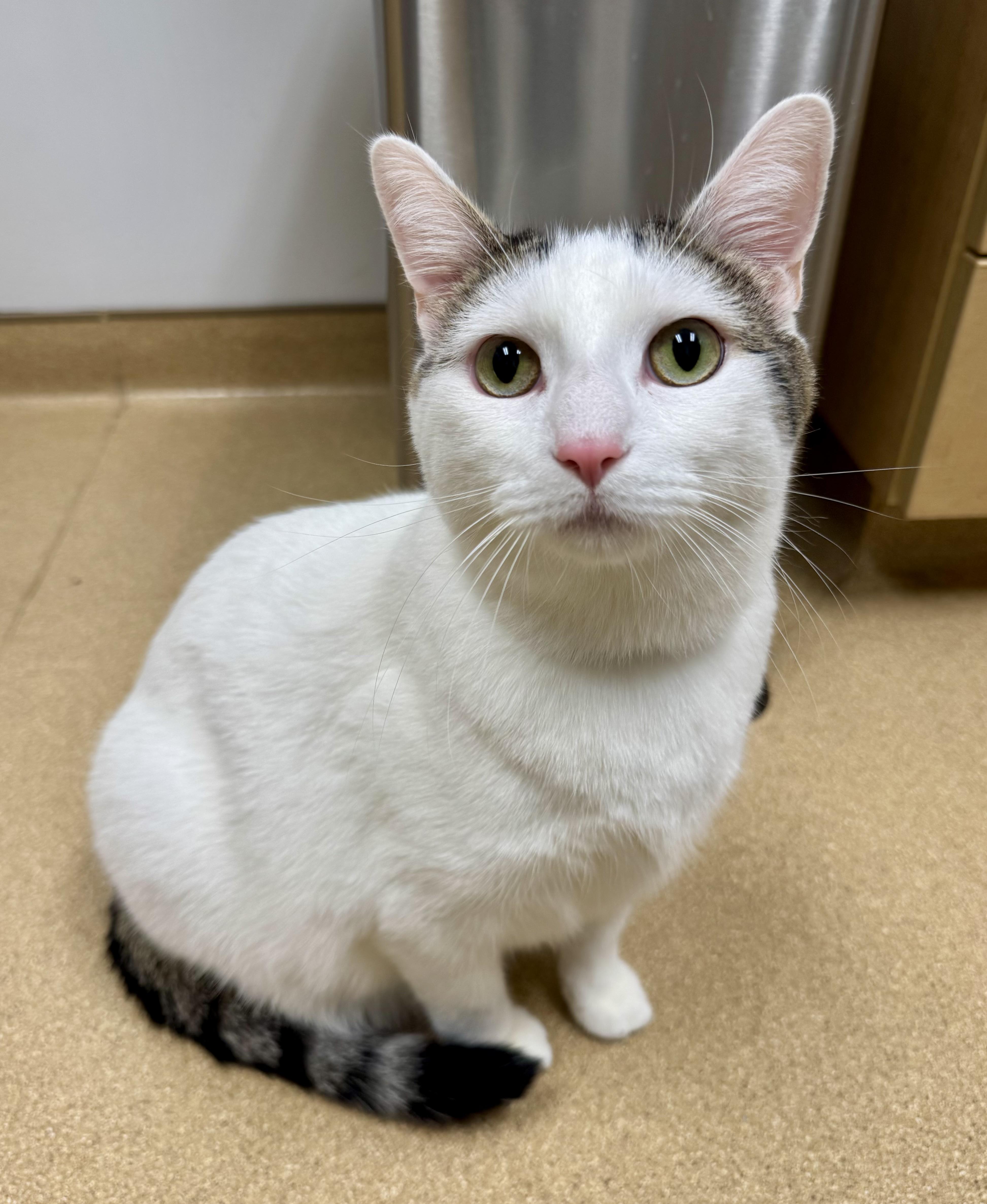 Ash, a Adoptable Domestic Short Hair in Tallahassee, FL image 1/6