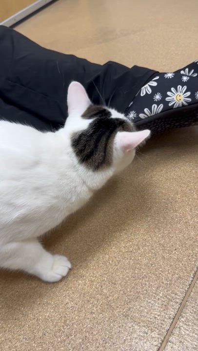 Enlarge Ash, a Adoptable Domestic Short Hair in Tallahassee, FL video 6/6