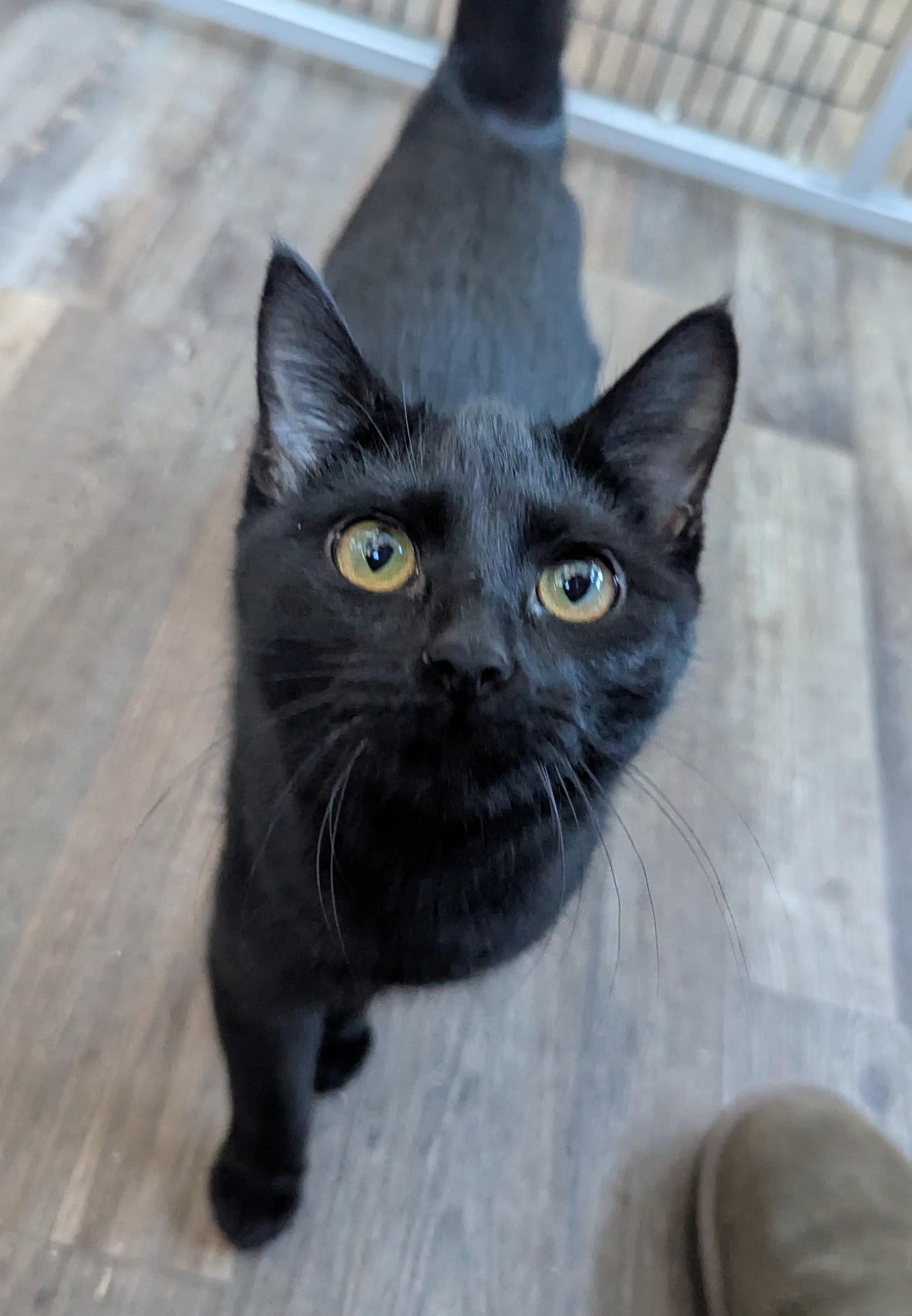 Nina, Adoptable, Kitten Female Domestic Short Hair.