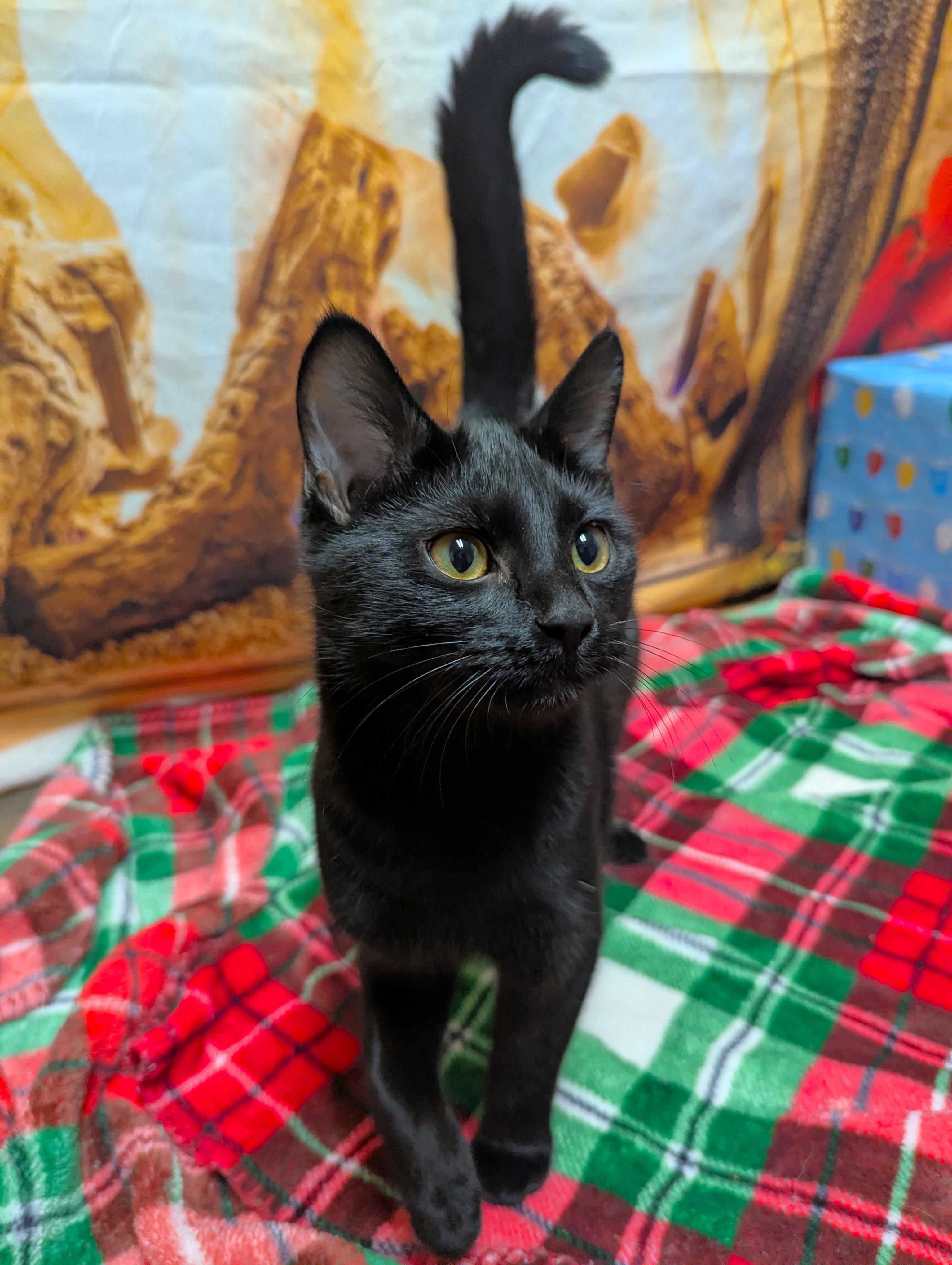 Nina, Adoptable, Kitten Female Domestic Short Hair.