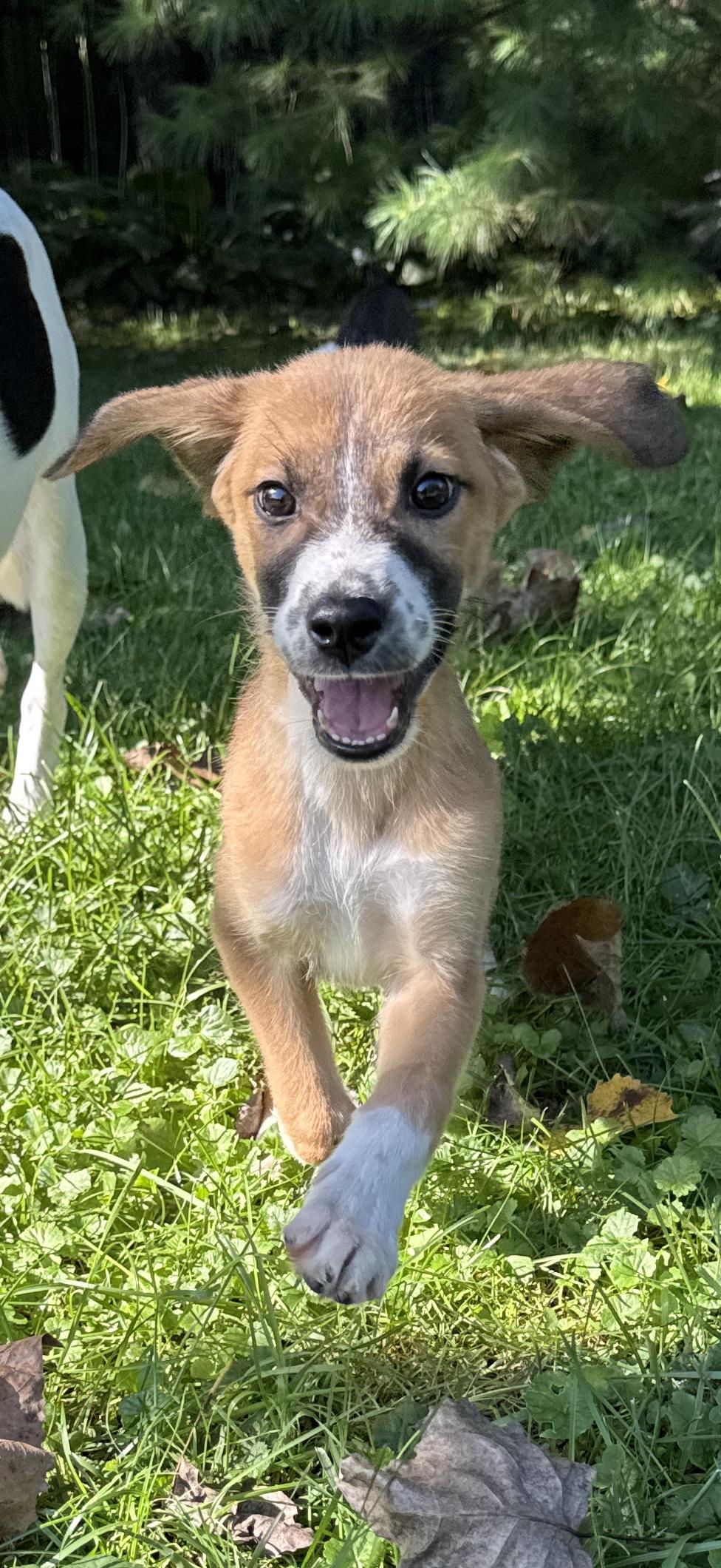 Enlarge MoAna, a Adoptable mixed breed in Lake Geneva, WI image 5/5