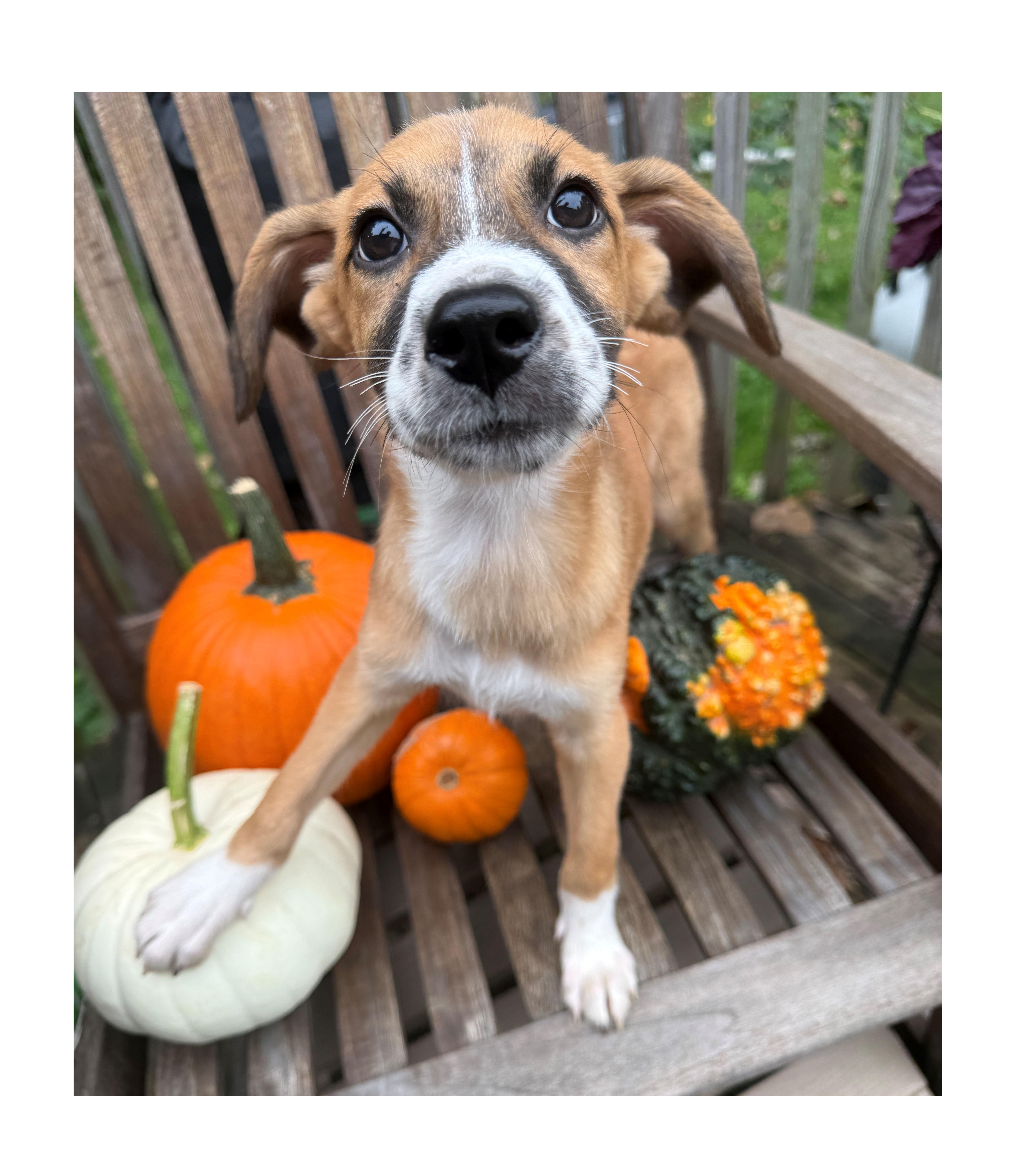 Enlarge MoAna, a Adoptable mixed breed in Lake Geneva, WI image 4/5