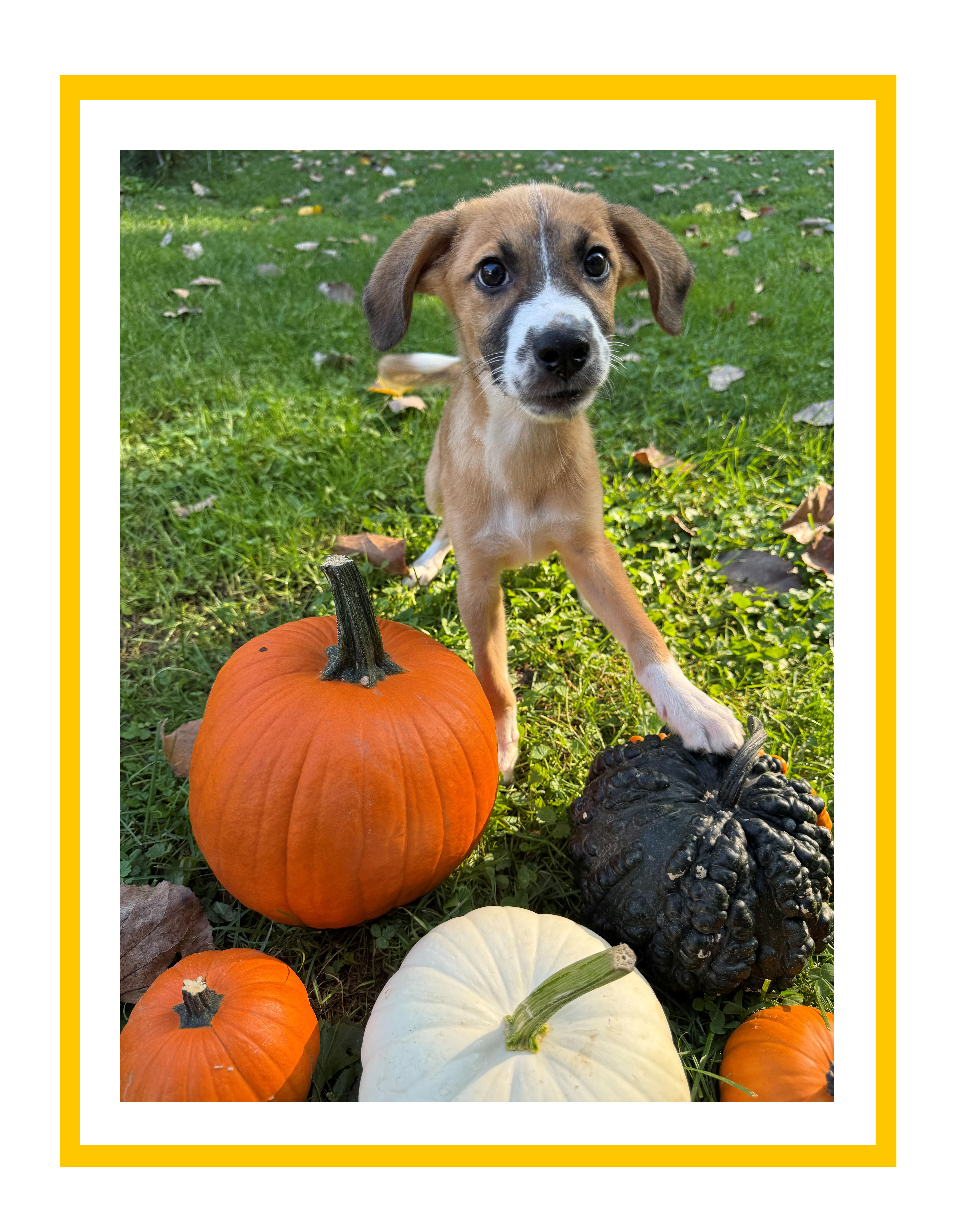 MoAna, Adoptable, Puppy Female Beagle & Brittany Spaniel.
