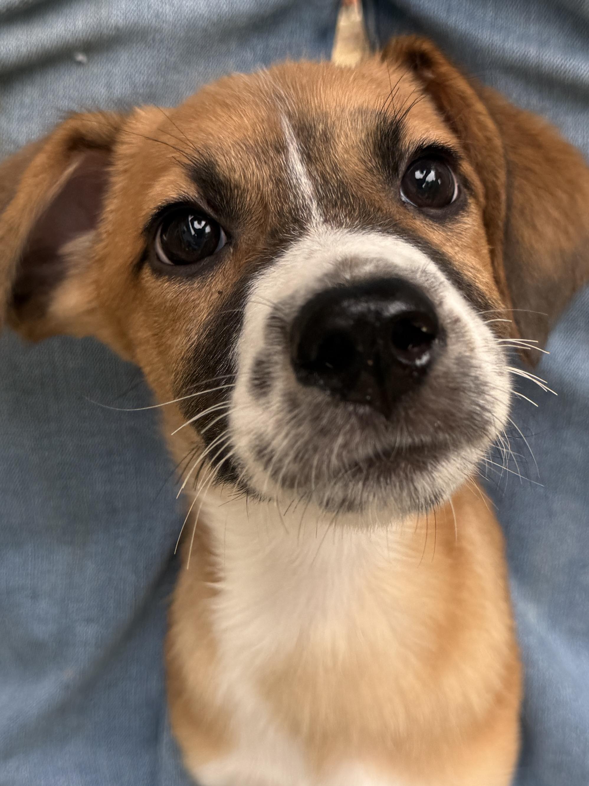 Enlarge MoAna, a Adoptable mixed breed in Lake Geneva, WI image 3/5