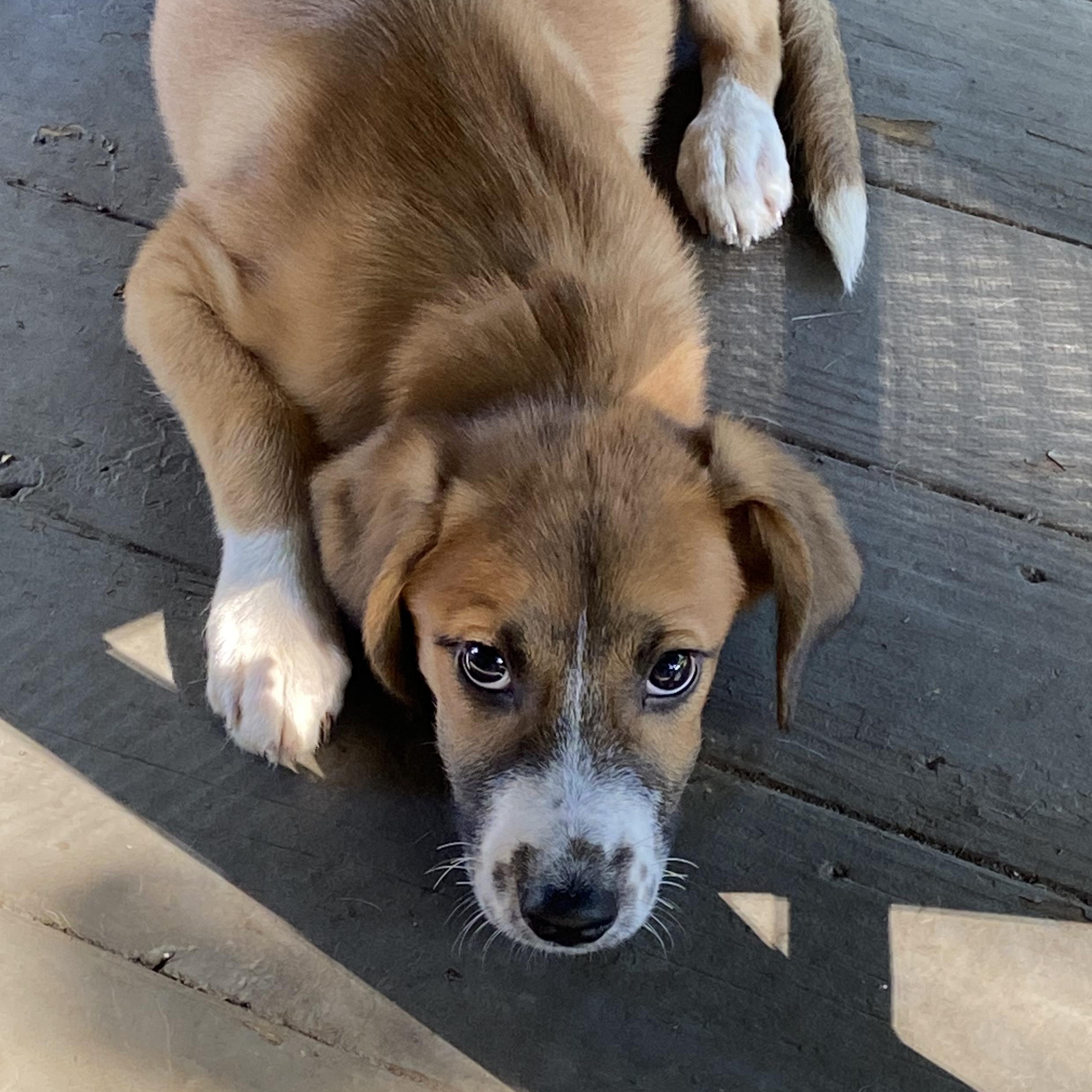 MoAna, Adoptable, Puppy Female Brittany Spaniel & Beagle.