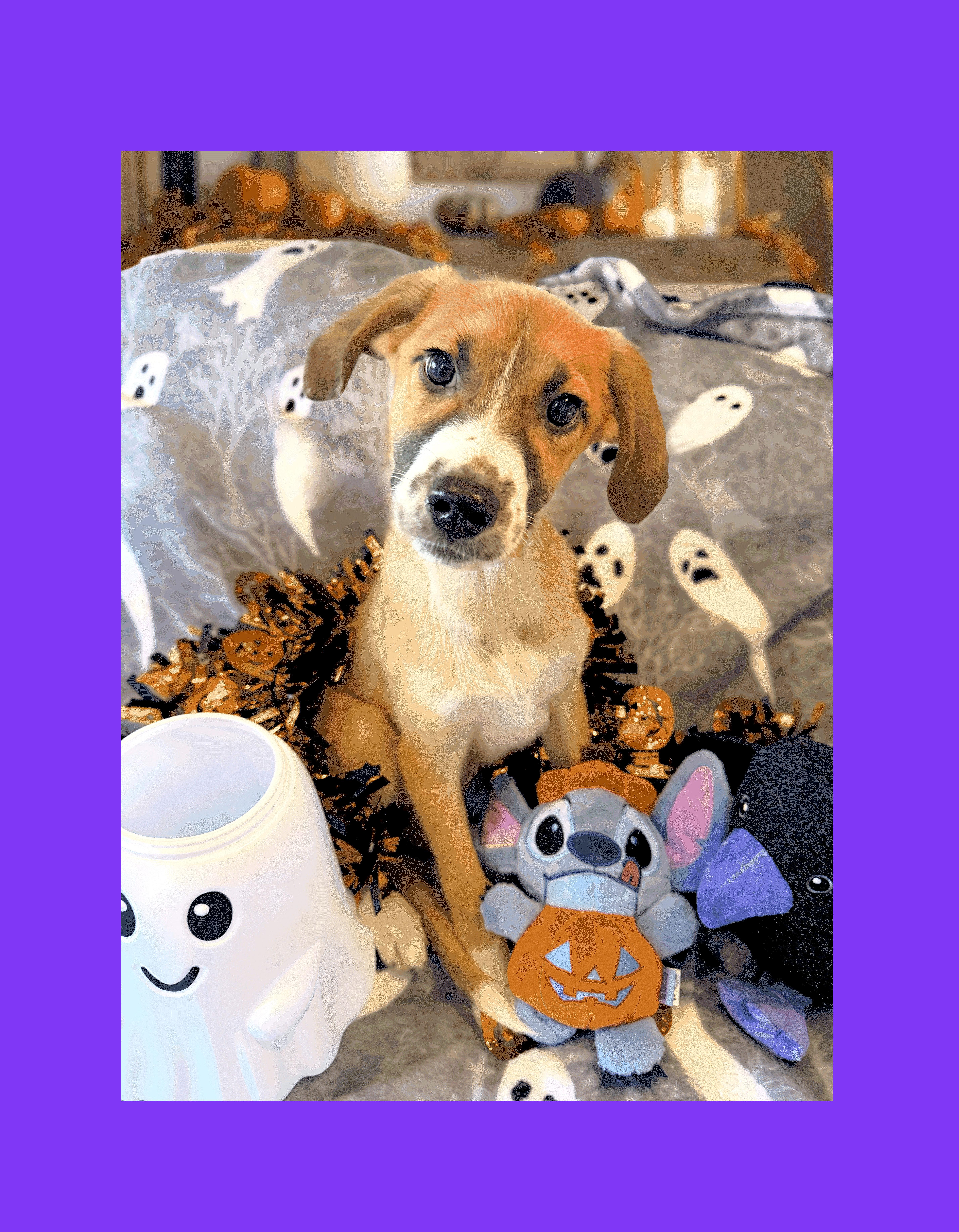 Enlarge MoAna, a Adoptable mixed breed in Lake Geneva, WI image 2/6