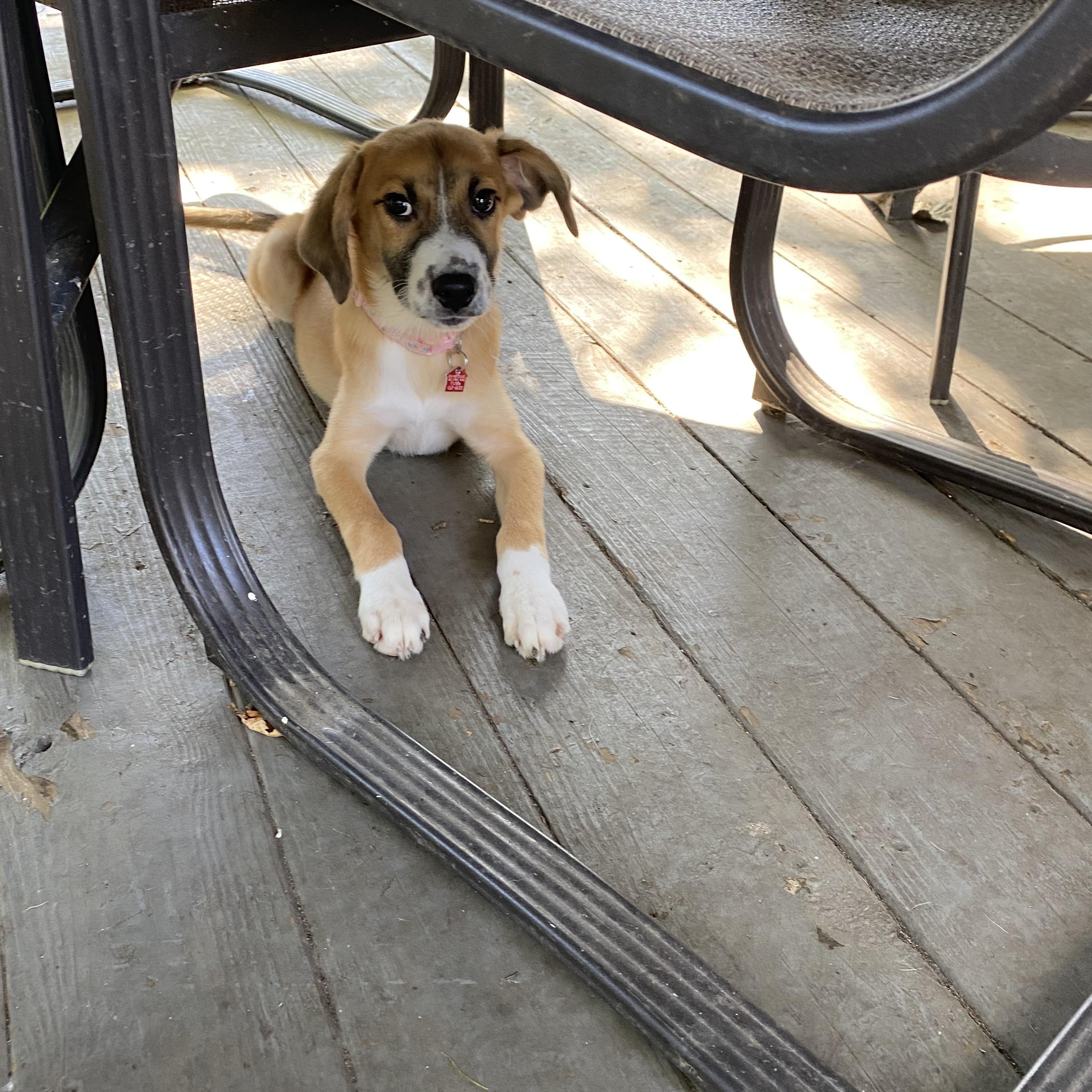 Enlarge MoAna, a Adoptable mixed breed in Lake Geneva, WI image 6/6