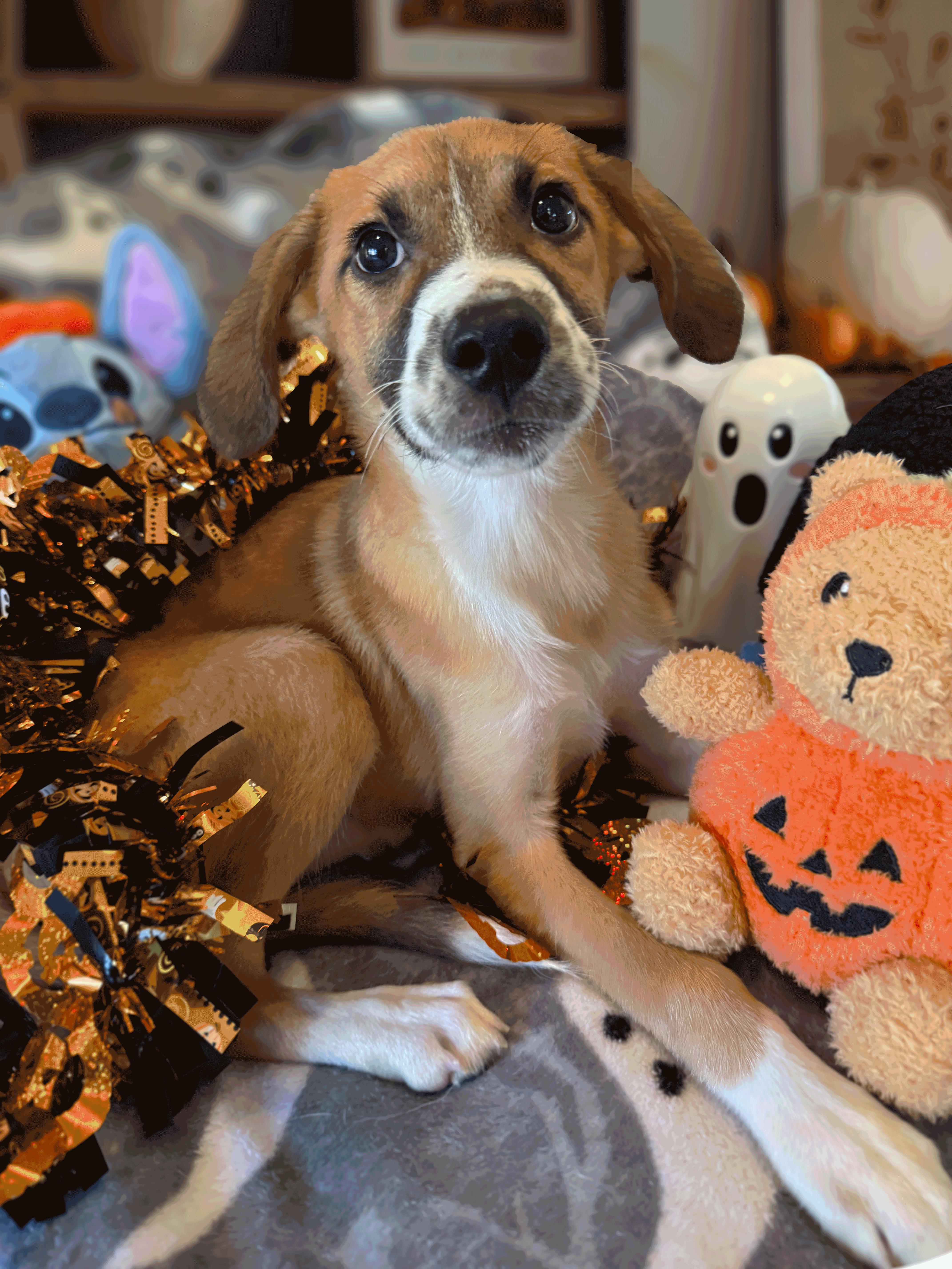 Enlarge MoAna, a Adoptable mixed breed in Lake Geneva, WI image 5/6