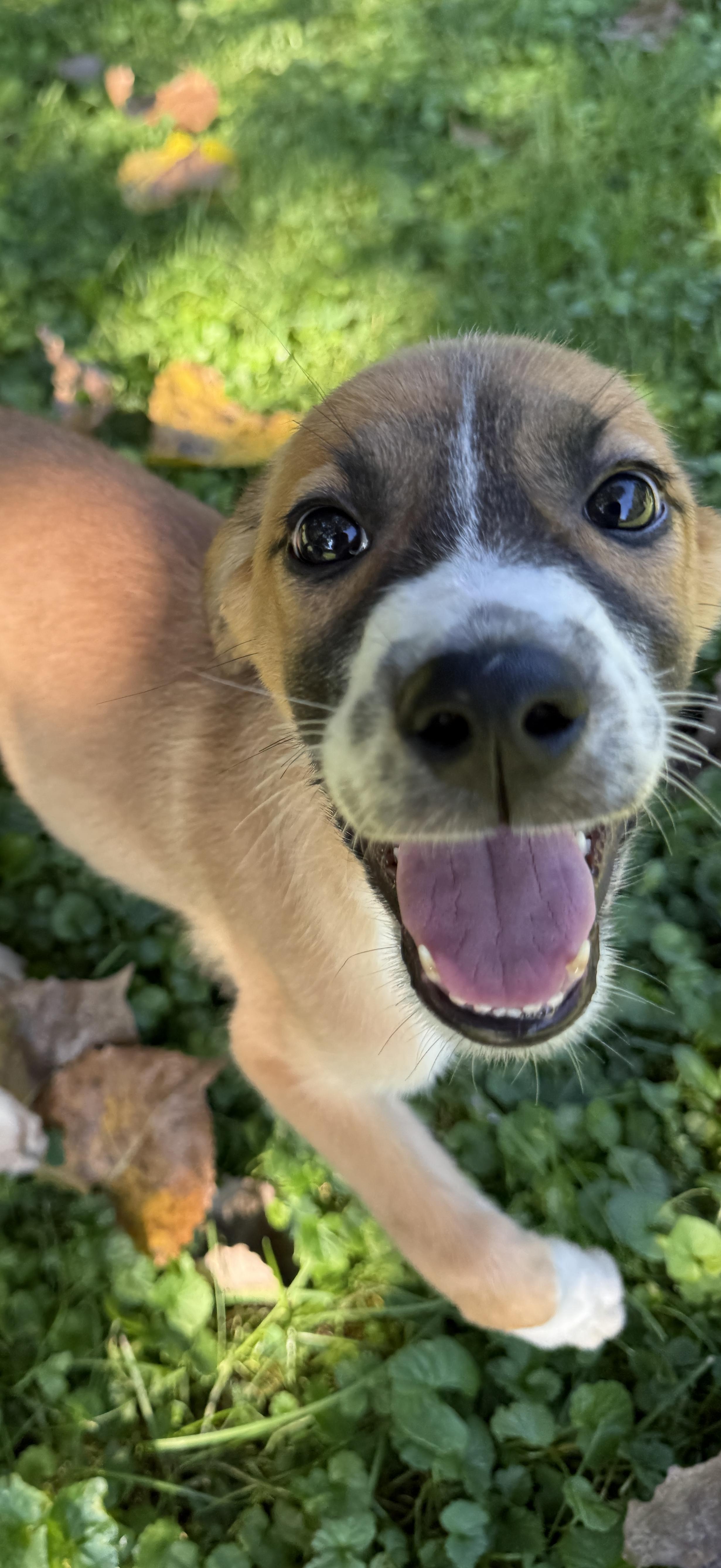 Enlarge MoAna, a Adoptable mixed breed in Lake Geneva, WI image 2/5