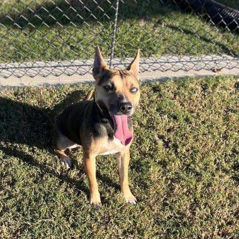 Scram, Adoptable, Adult Female Rat Terrier & Carolina Dog.
