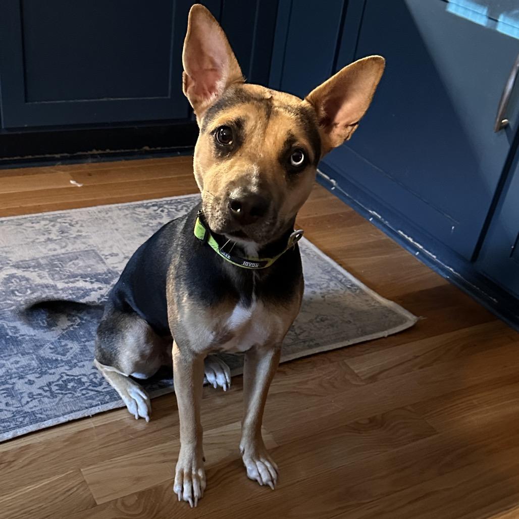 Scram, a Adoptable mixed breed in Huntington, WV image 2/2