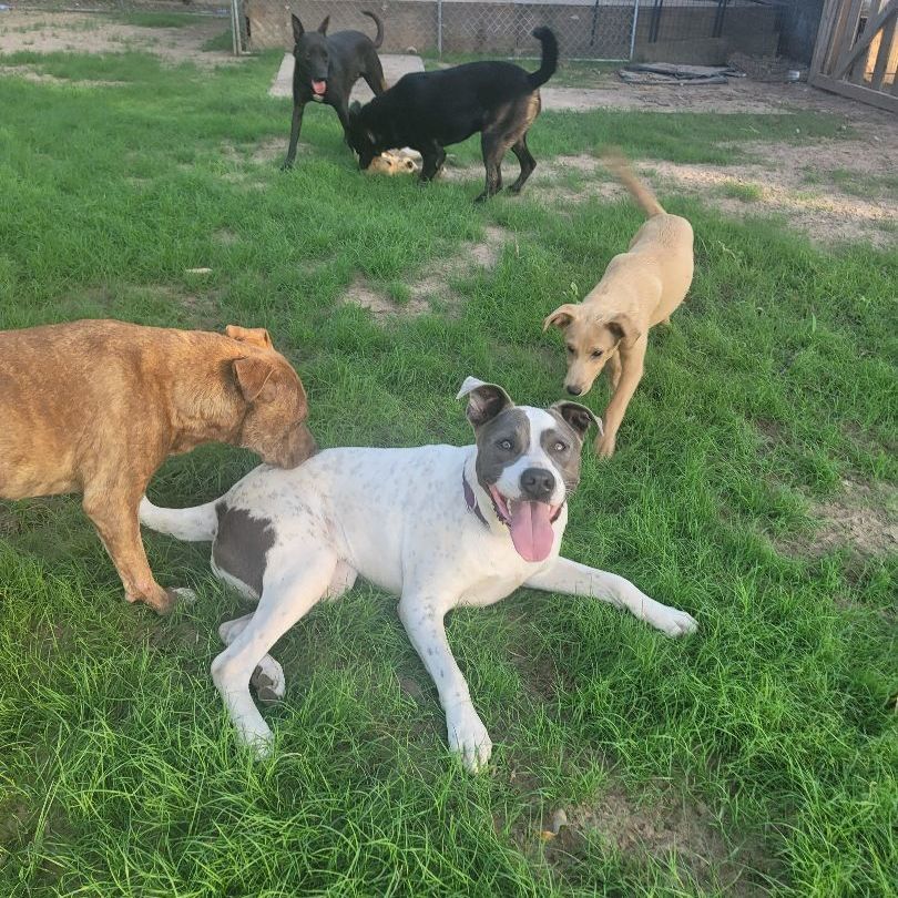 Enlarge Frosty, a Adoptable mixed breed in HARRISBURG , PA image 3/4
