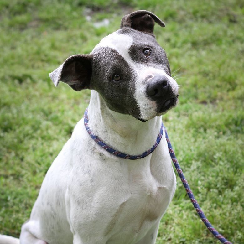 Enlarge Frosty, a Adoptable mixed breed in HARRISBURG , PA image 2/4