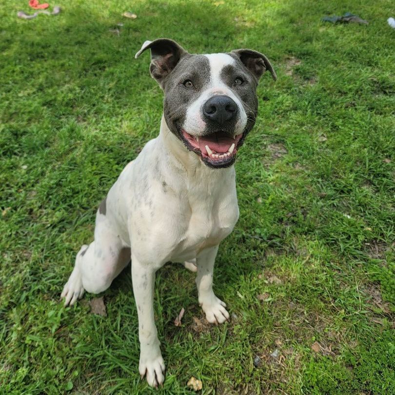 Enlarge Frosty, a Adoptable mixed breed in HARRISBURG , PA image 4/4