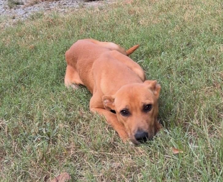 Enlarge Jax, a Adoptable mixed breed in Medfield, MA image 3/3