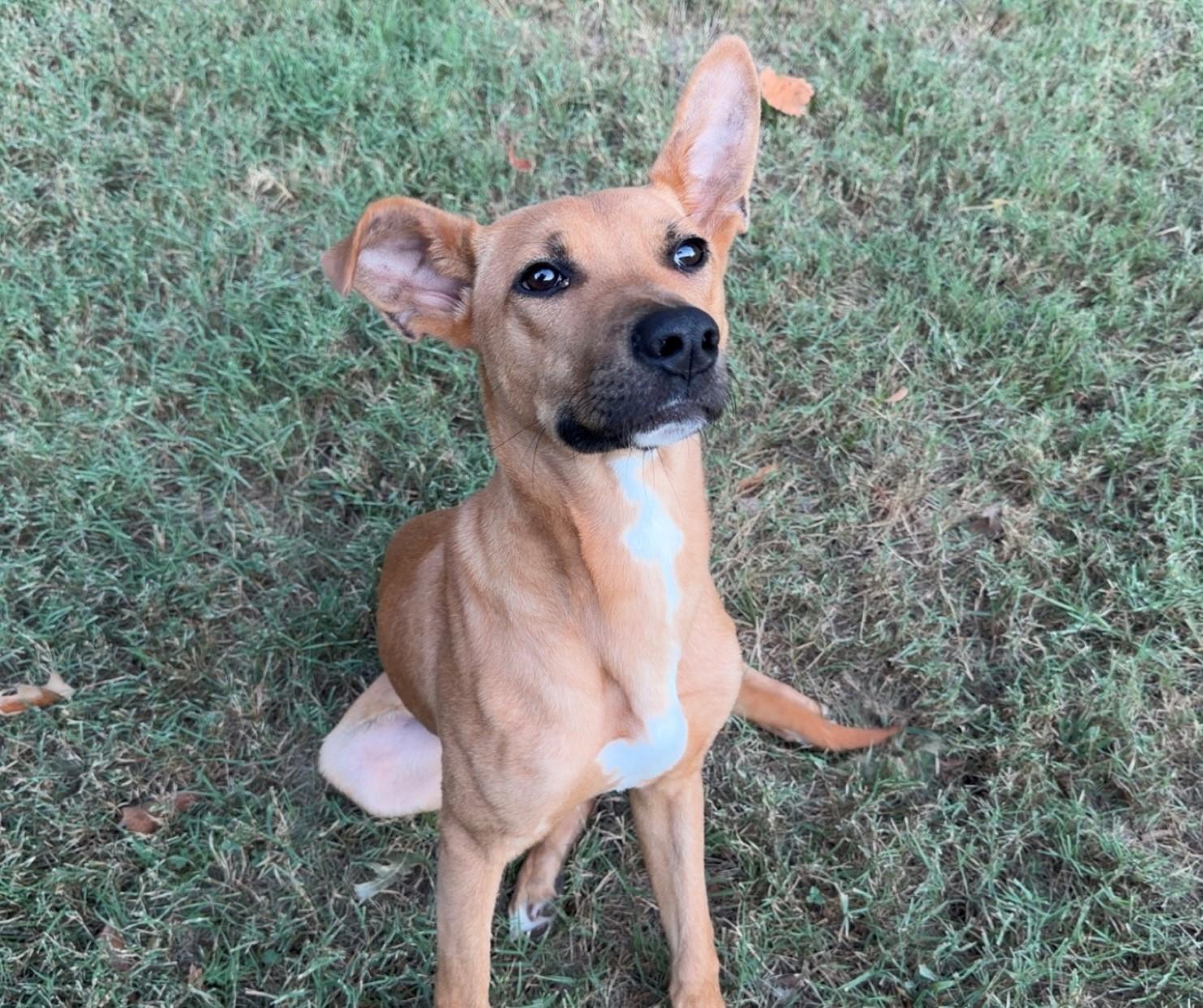 Jax, Adoptable, Puppy Male Shepherd & Hound.
