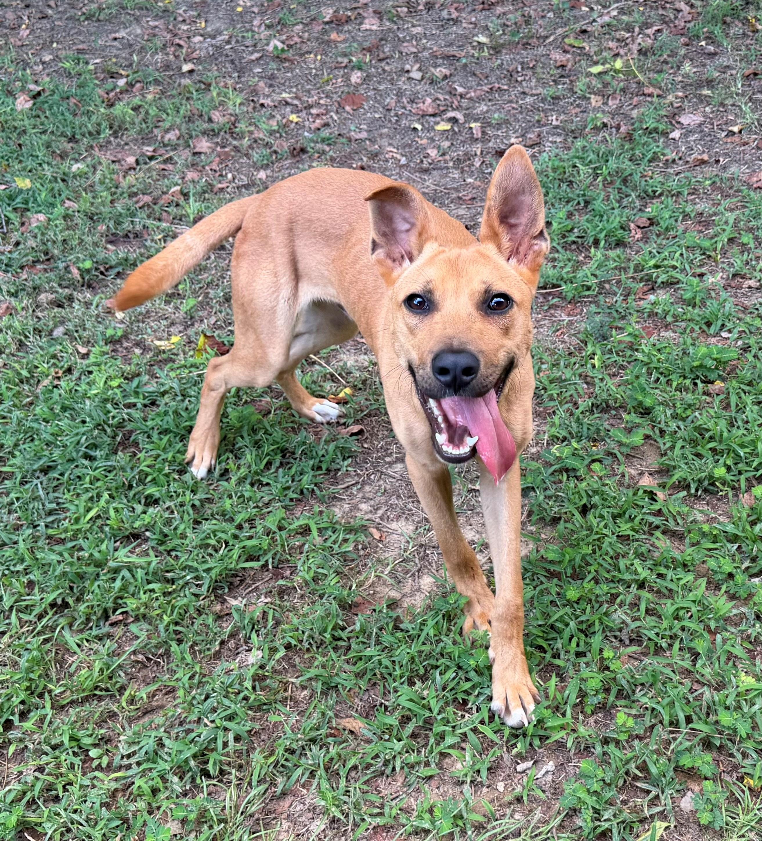 Enlarge Jax, a Adoptable mixed breed in Medfield, MA image 2/3
