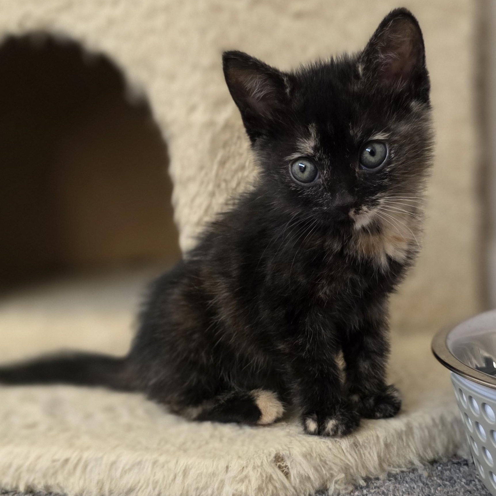 Enlarge Casperita, a Adopted Domestic Short Hair in Macomb Twp, MI image 1/3