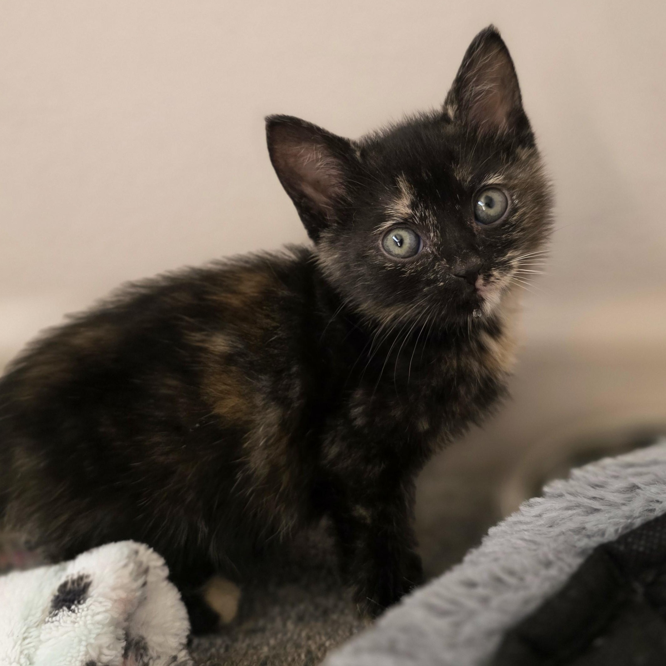 Enlarge Casperita, a Adopted Domestic Short Hair in Macomb Twp, MI image 2/3