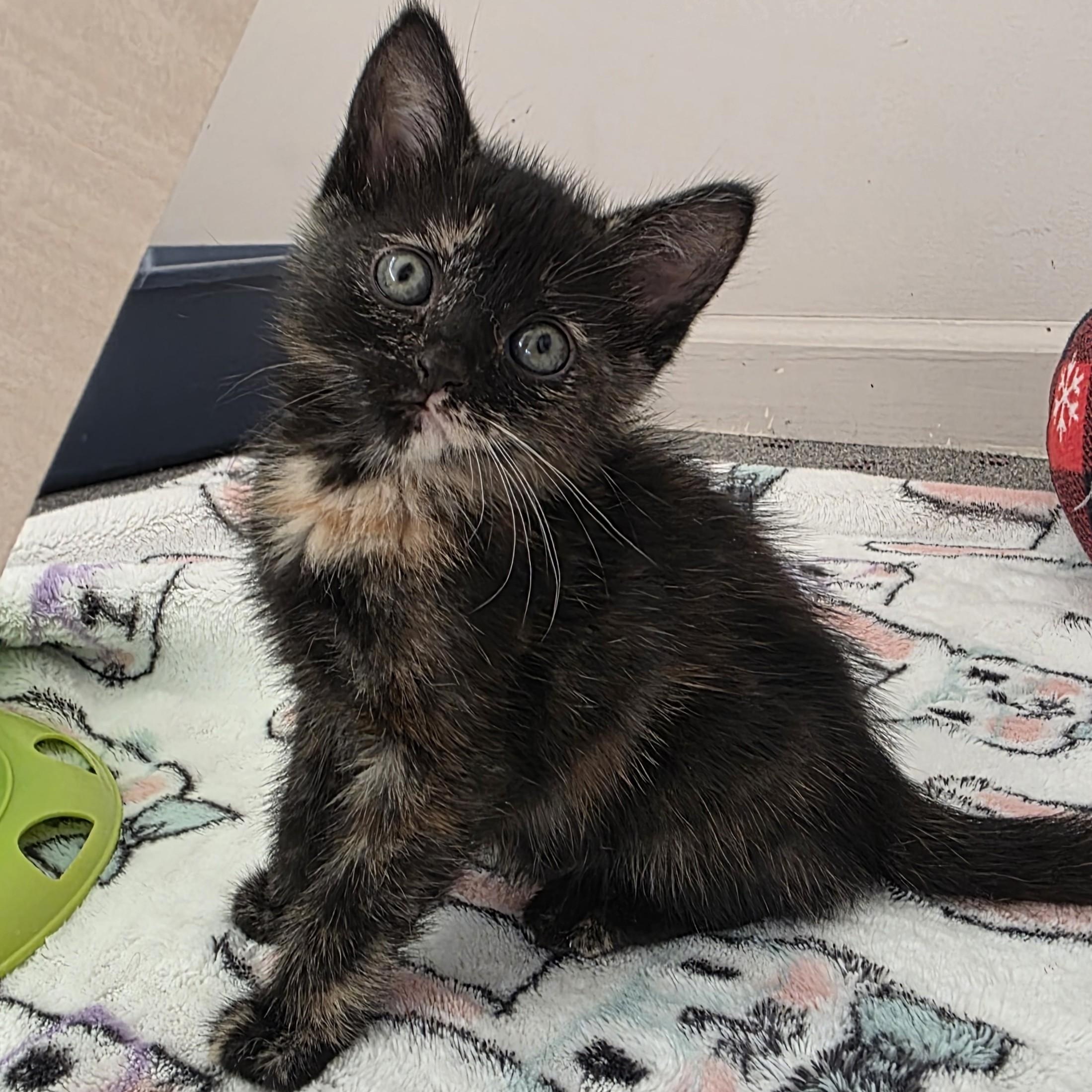 Enlarge Casperita, a Adopted Domestic Short Hair in Macomb Twp, MI image 3/3