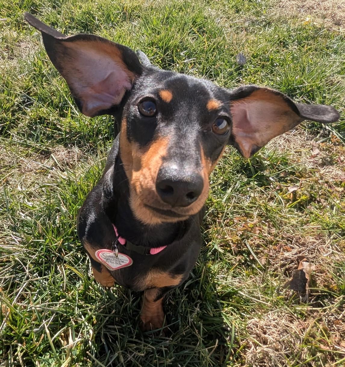 Boop aka Betty Boop in LA, a ADOPTABLE Dachshund in Mandeville, LA image 3/3