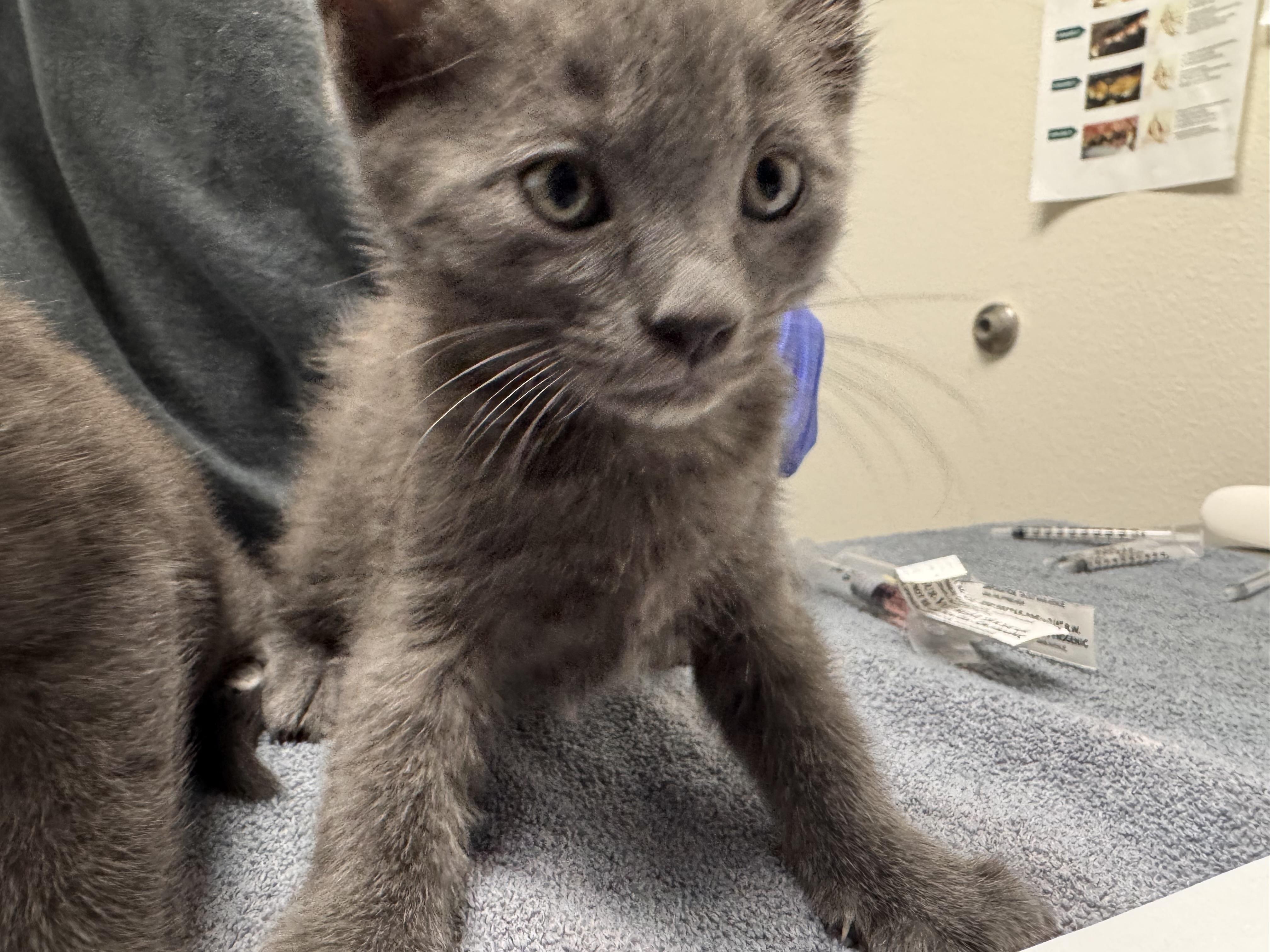 Nightwing, Adoptable, Kitten Male Domestic Short Hair.