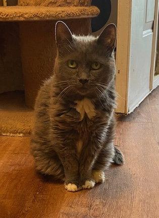 Mickey, Adoptable, Senior Female Domestic Short Hair.