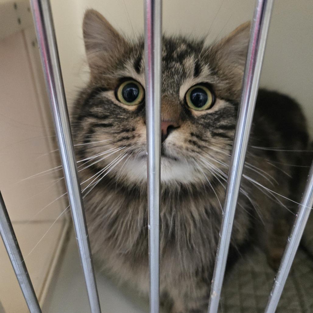 Iggy 26-044, Adoptable, Young Male Domestic Long Hair.