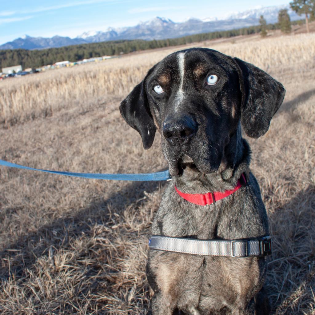 BLU, a Adoptable Great Dane in Pagosa Springs, CO image 2/3