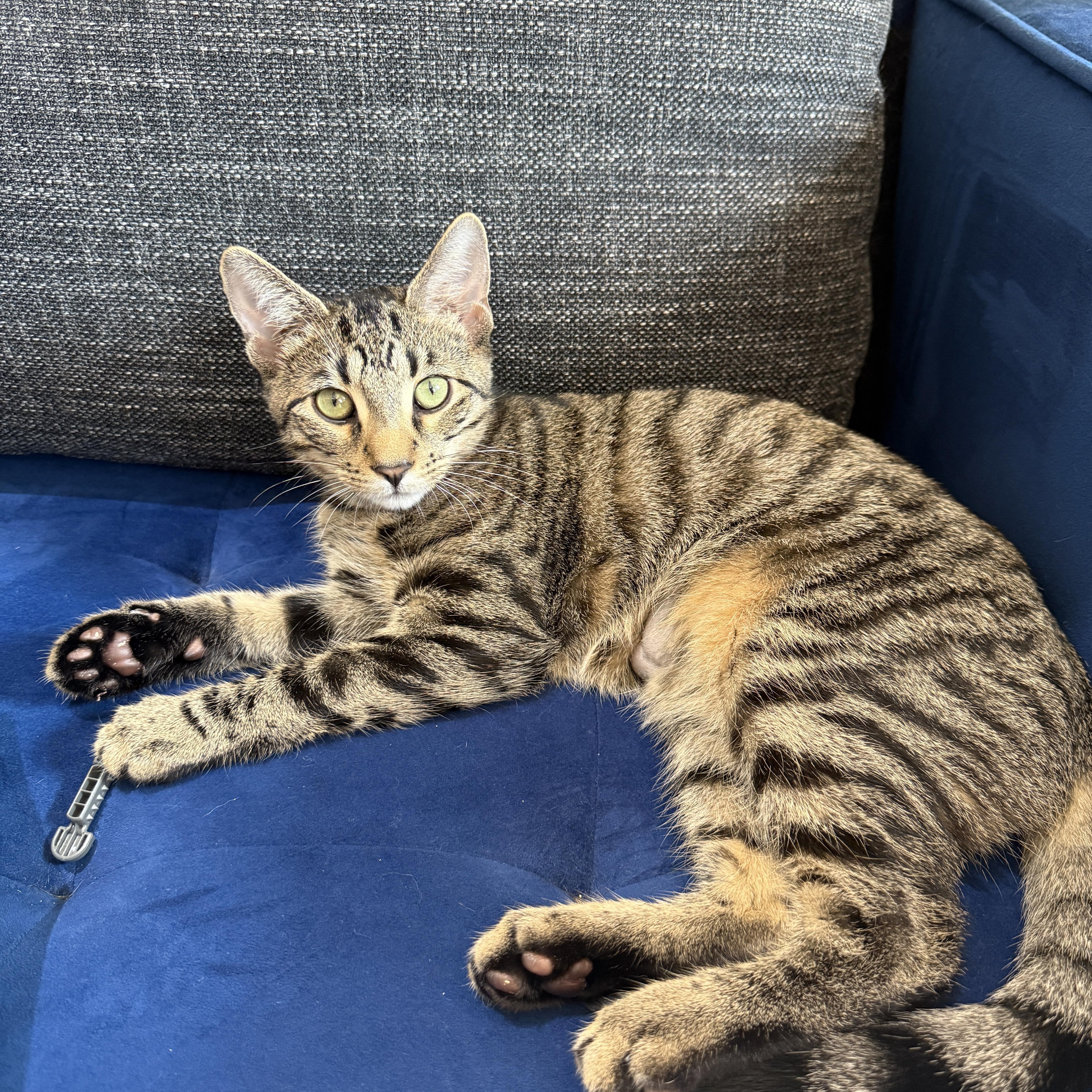 Enlarge Curley and Larry, a Adoptable Domestic Short Hair in Brooklyn, NY image 2/6