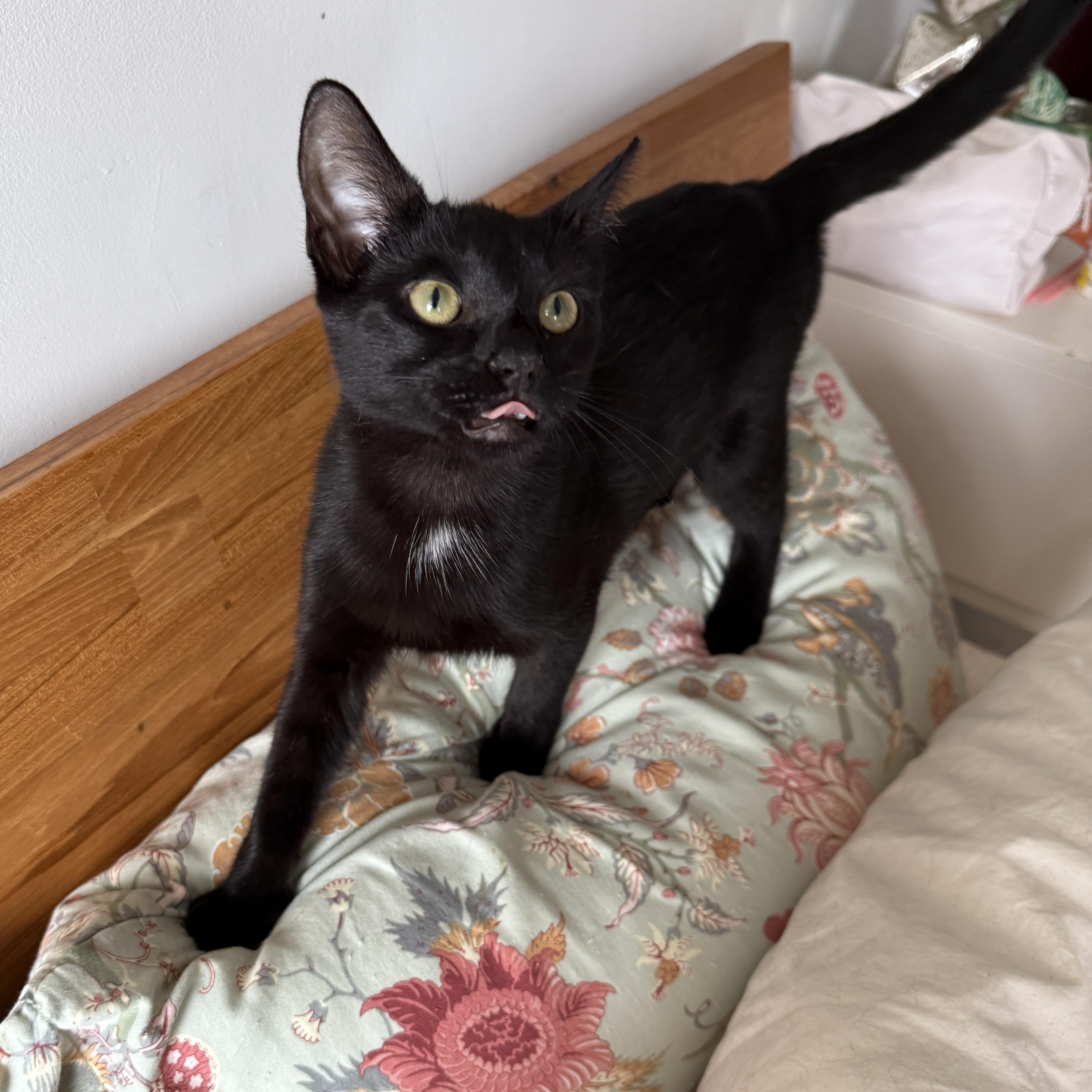 Enlarge Curley and Larry, a Adoptable Domestic Short Hair in Brooklyn, NY image 5/6