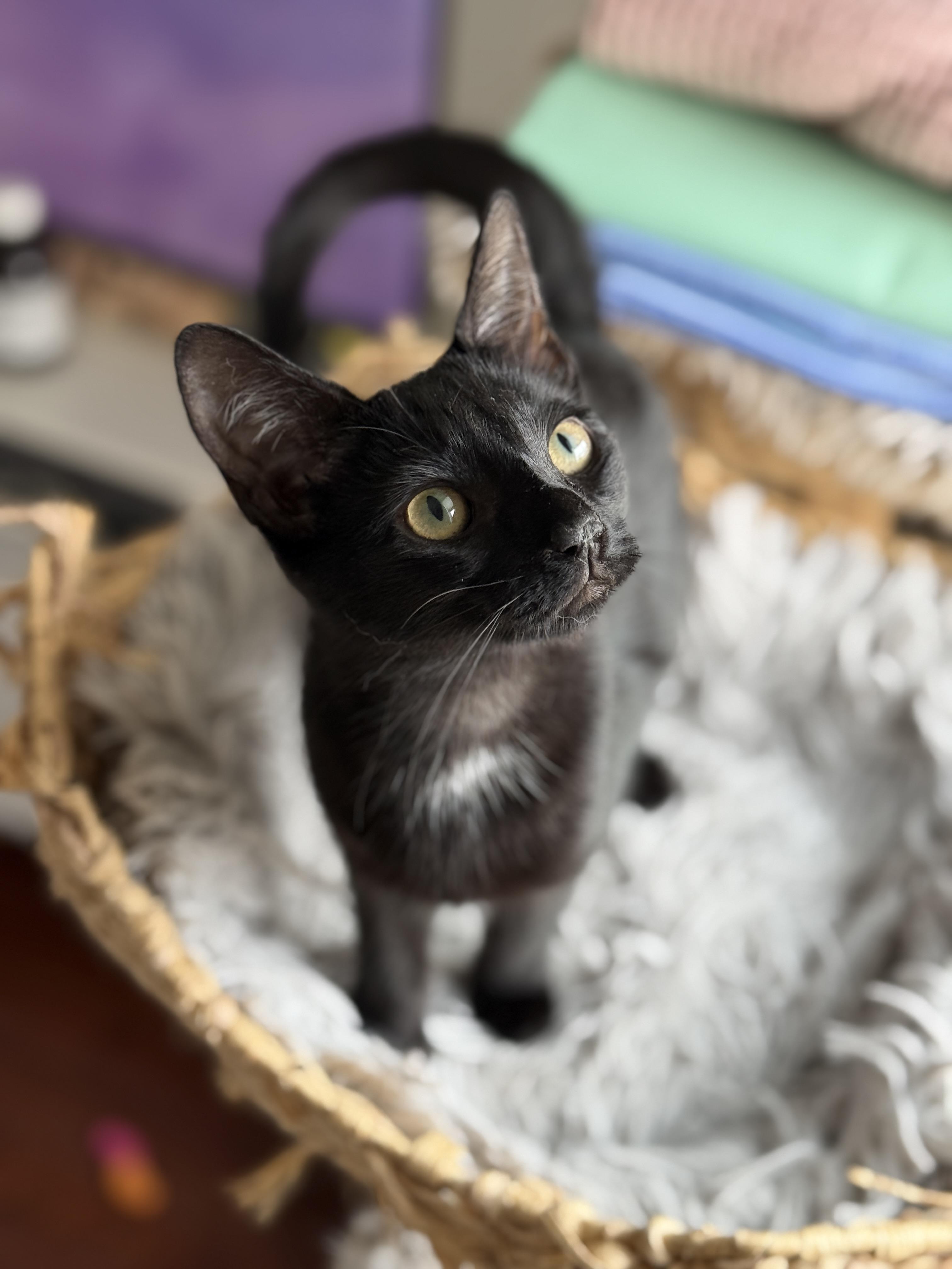 Enlarge Curley and Larry, a Adoptable Domestic Short Hair in Brooklyn, NY image 6/6