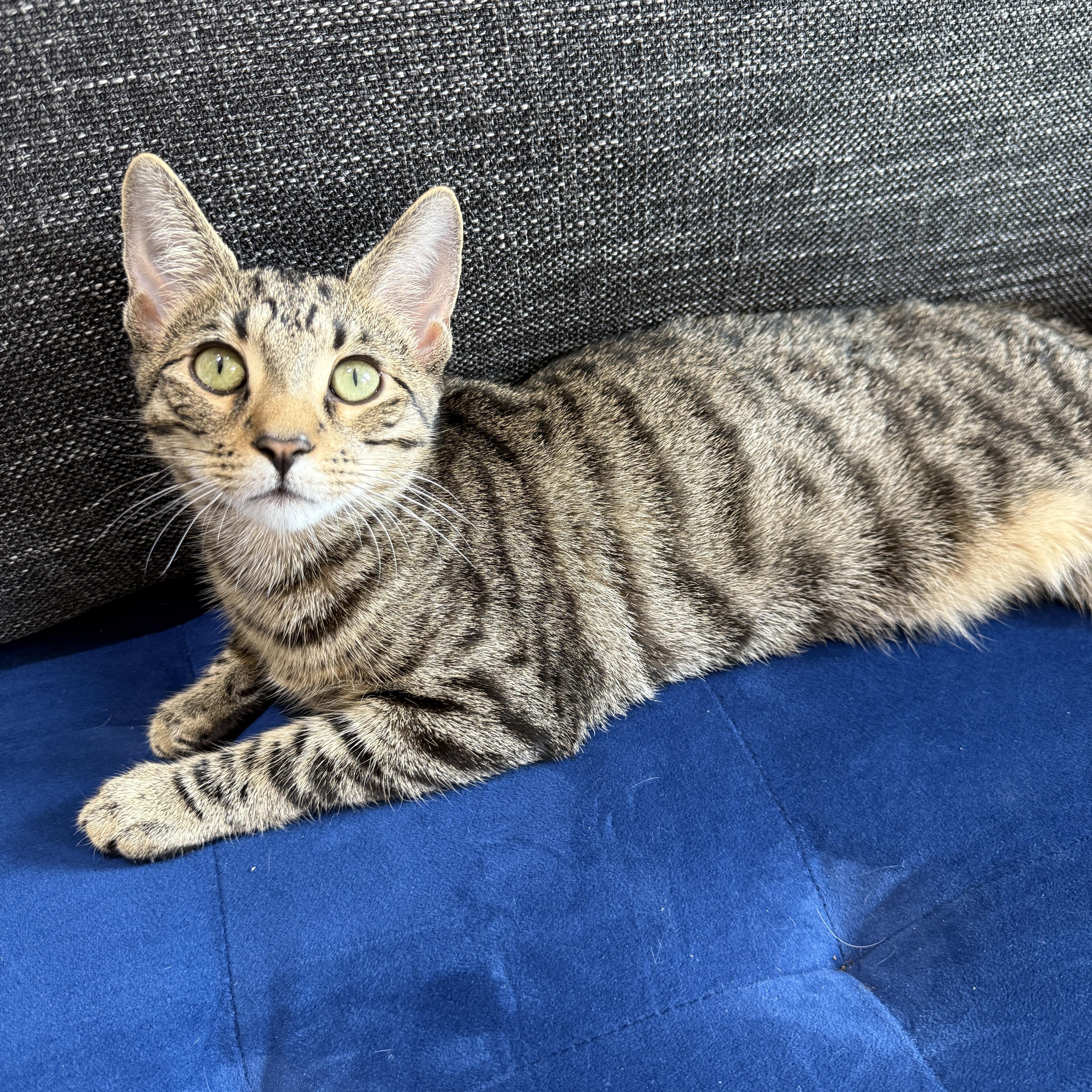 Enlarge Curley and Larry, a Adoptable Domestic Short Hair in Brooklyn, NY image 4/6