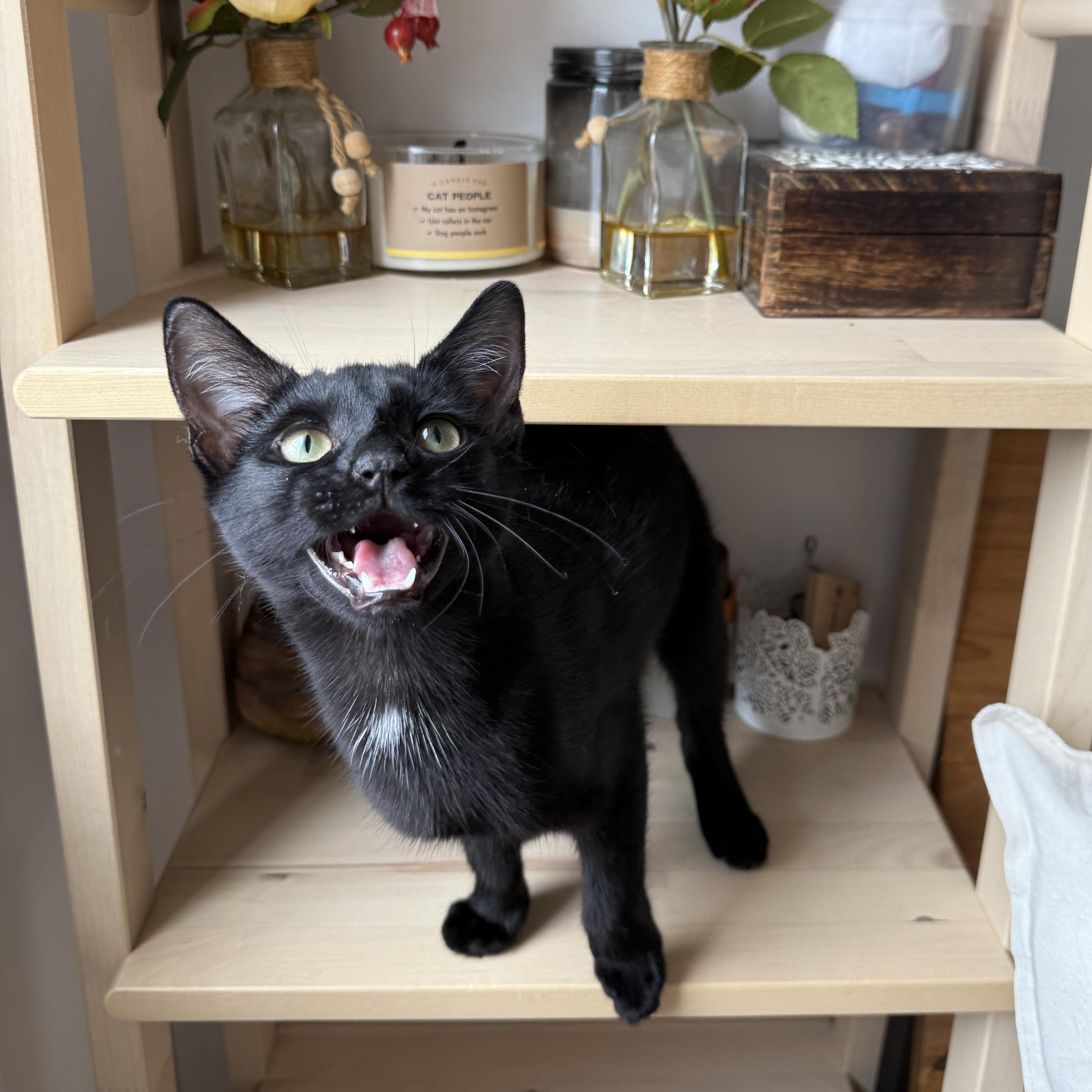 Enlarge Curley and Larry, a Adoptable Domestic Short Hair in Brooklyn, NY image 3/6