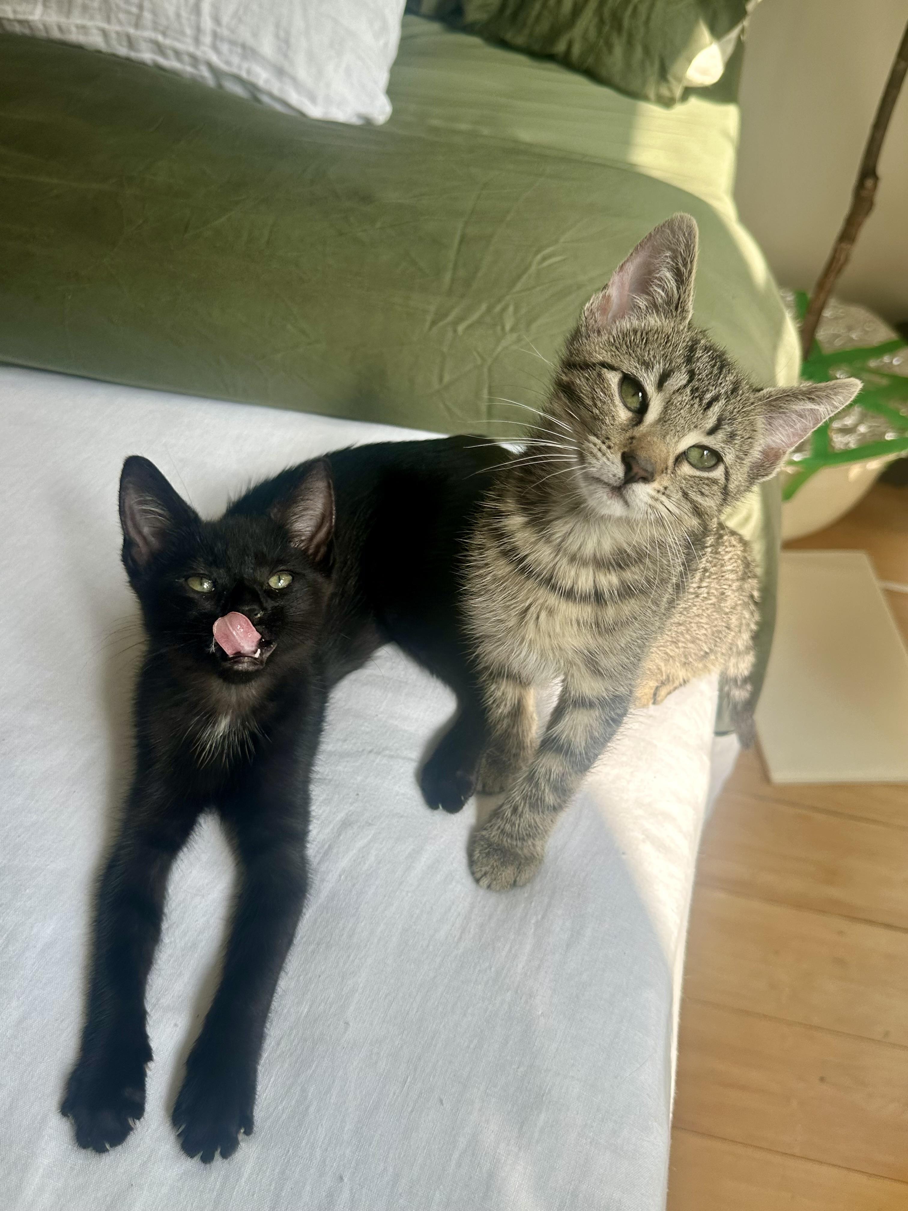 Curley and Larry, Adoptable, Young Male Domestic Short Hair.