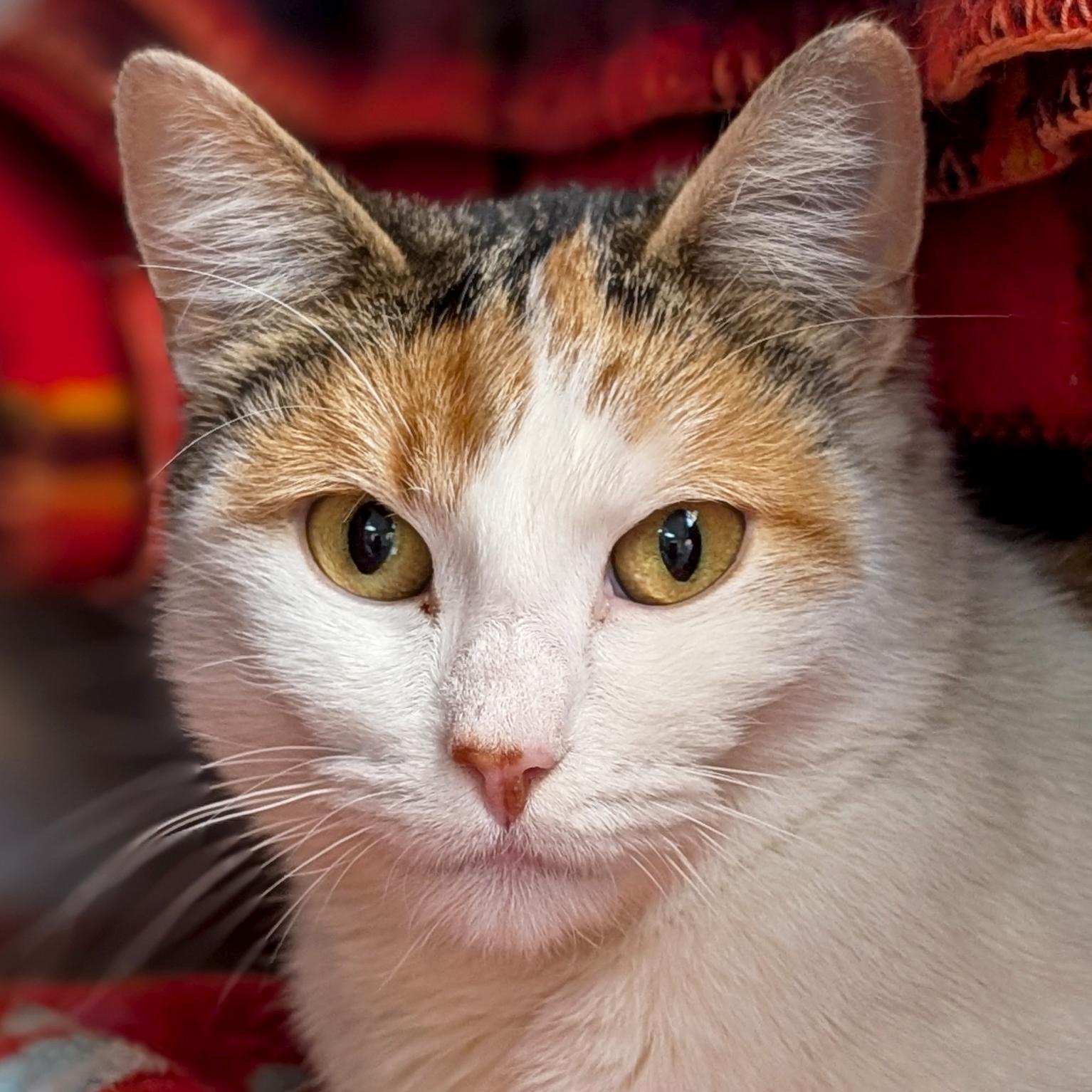 Prue, Adoptable, Young Female Domestic Short Hair.
