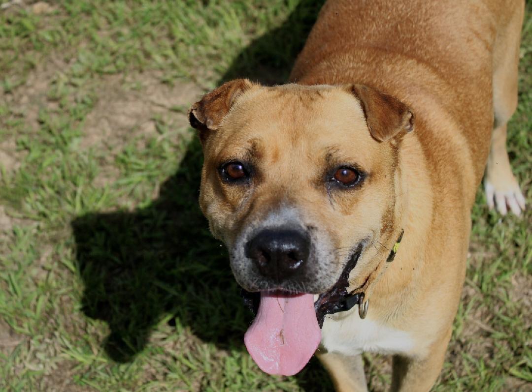 Bill, ADOPTABLE, Adult Male Staffordshire Bull Terrier & Boxer.