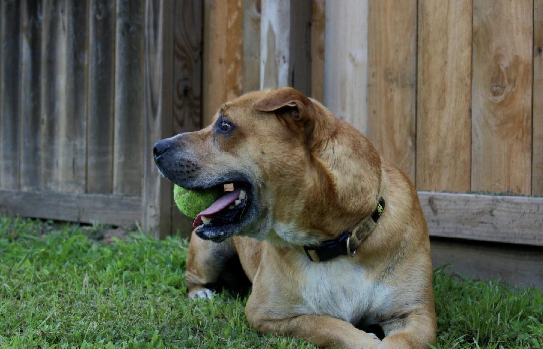 Bill, a ADOPTABLE mixed breed in Willis, TX image 2/2