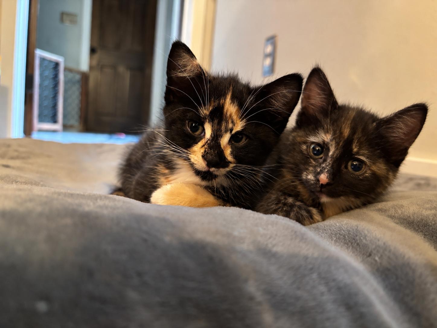 Enlarge Pippin and Rory/Bonded Pair, a Adopted Domestic Short Hair in Medfield, MA image 2/3