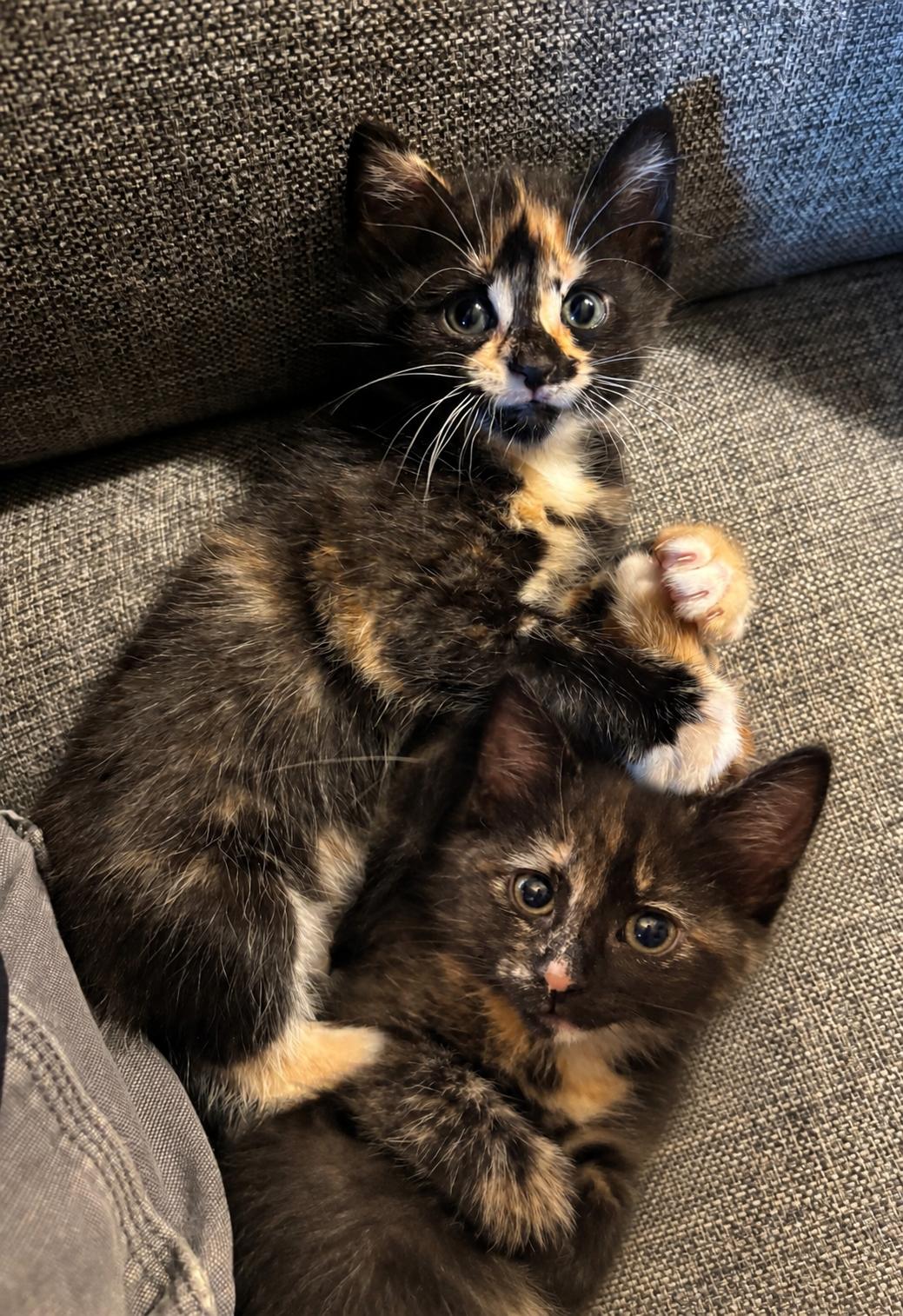 Pippin and Rory/Bonded Pair, Adopted, Kitten Female Domestic Short Hair.