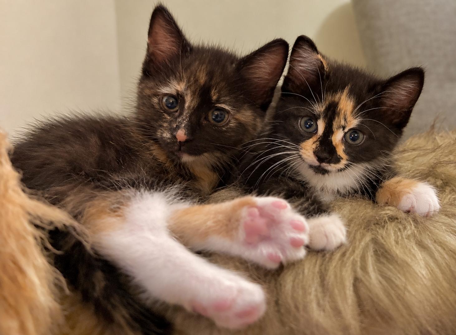 Enlarge Pippin and Rory/Bonded Pair, a Adopted Domestic Short Hair in Medfield, MA image 3/3